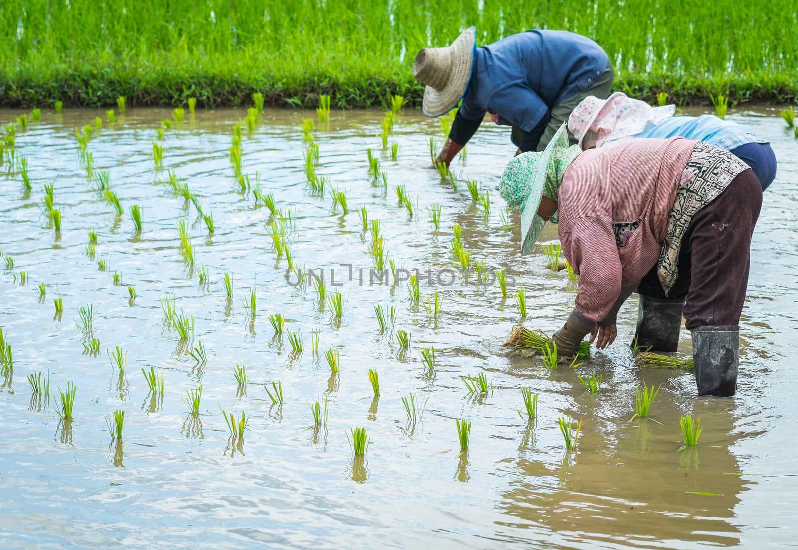 farmer transplant rice seedlings in rice field by moggara12