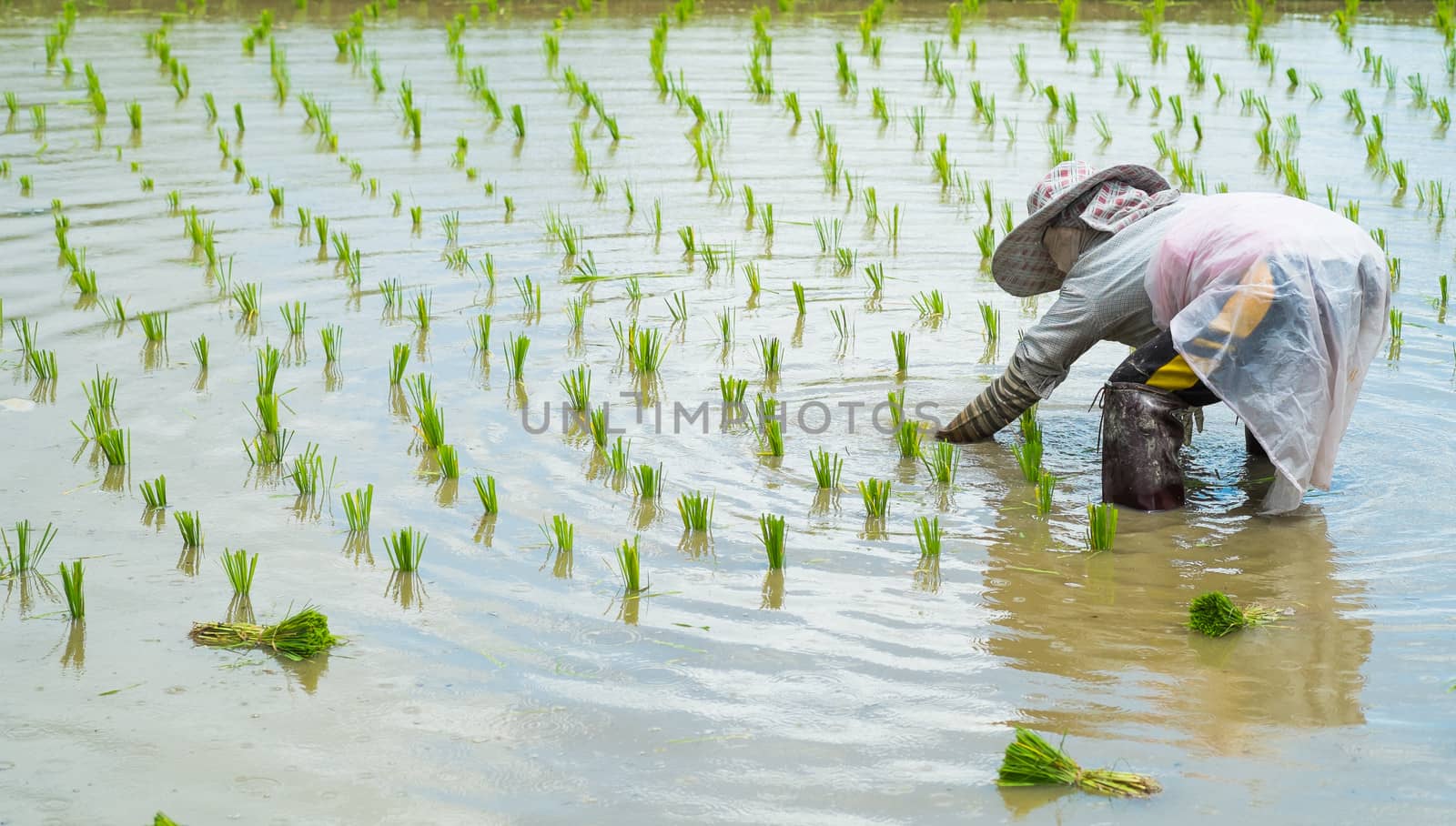 farmer transplant rice seedlings in field rice in daylight time