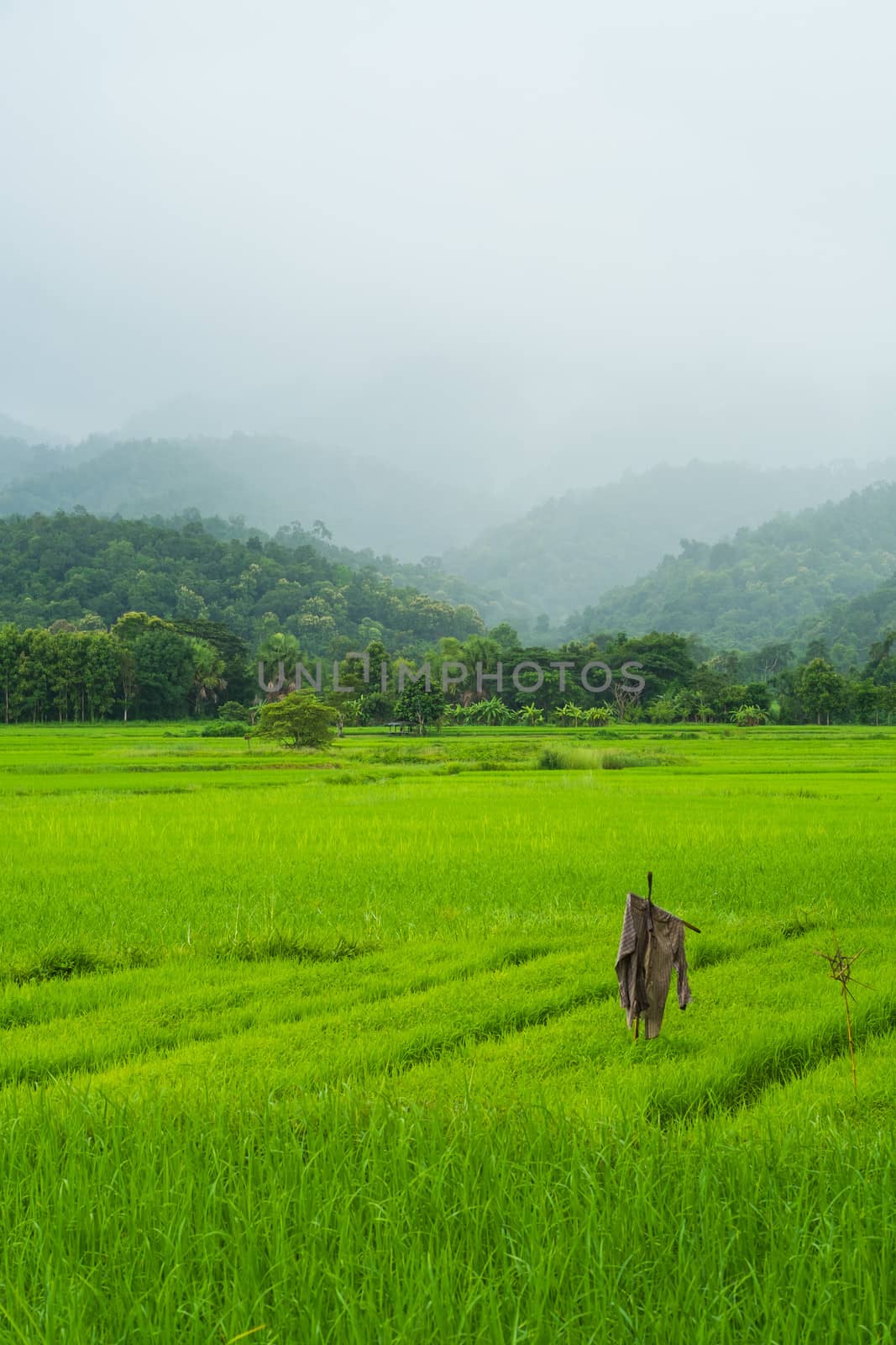 landscape of rice field in thailand by moggara12