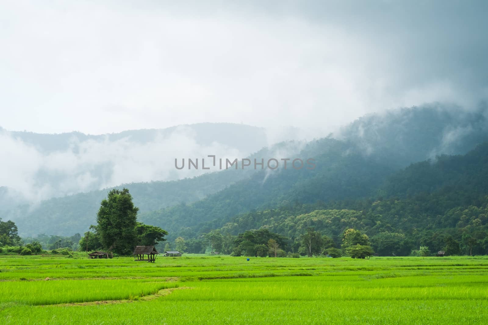 landscape of rice farm in thailand in raining day