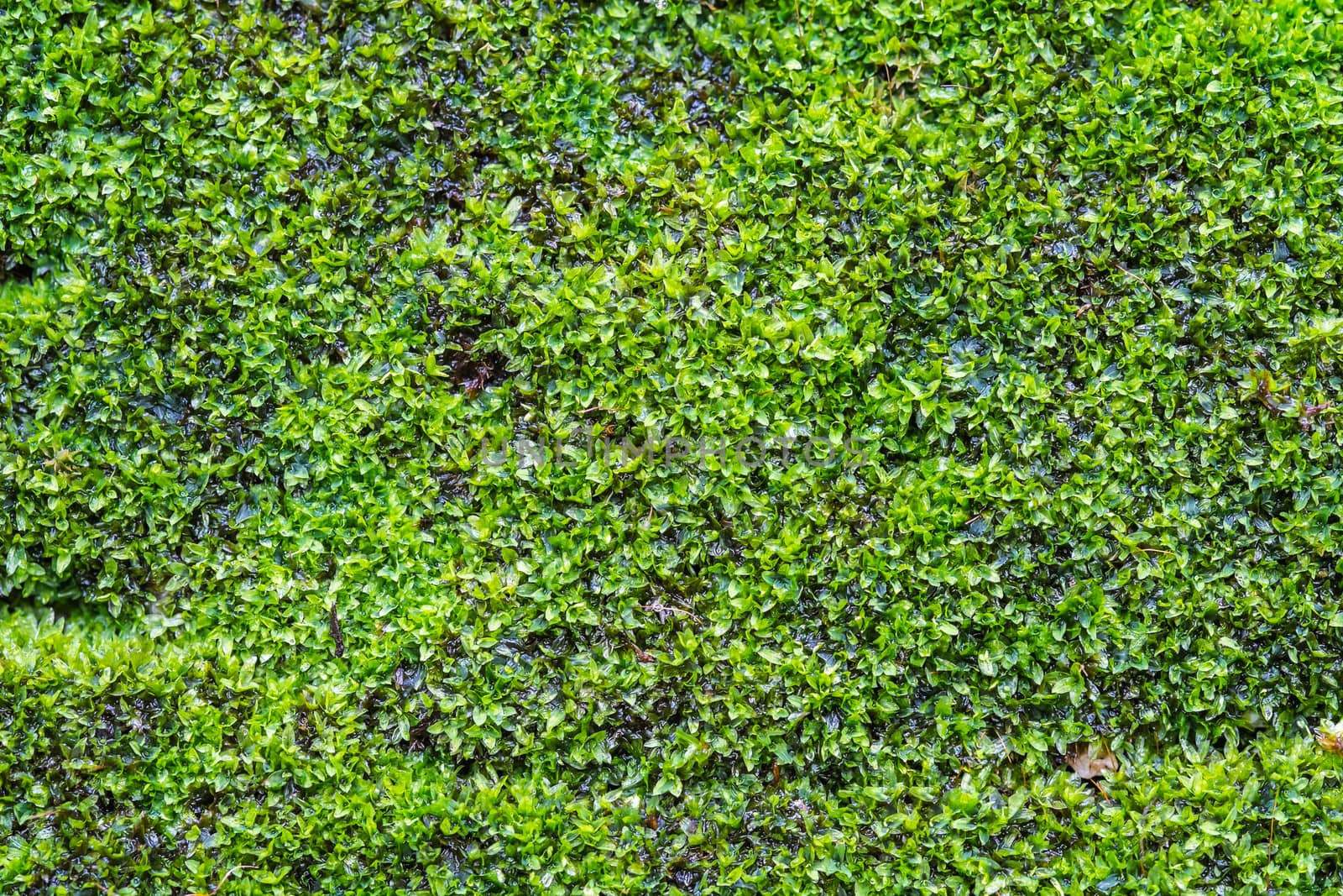background of moss on old wall by moggara12