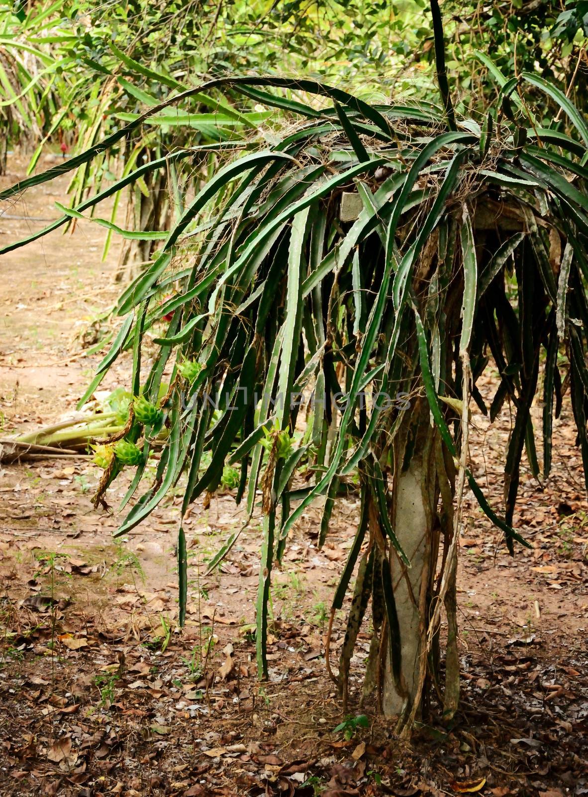 Dragon fruit tree in Thailand