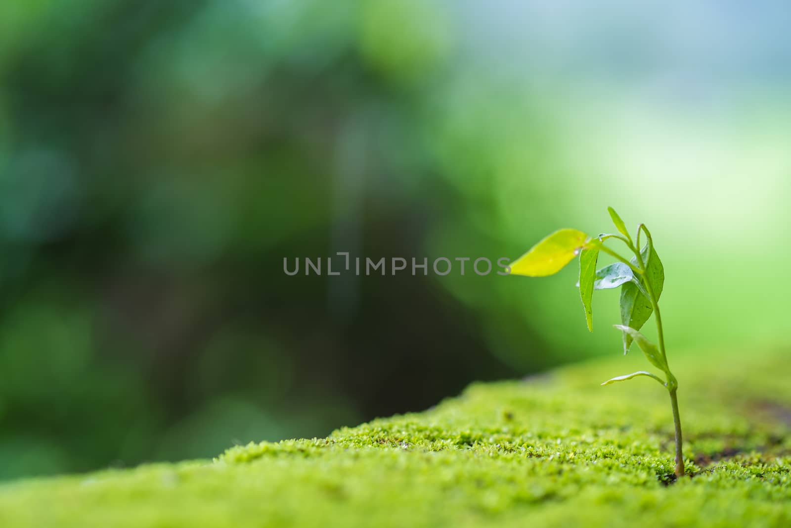 plant growing on old  cement wall by moggara12