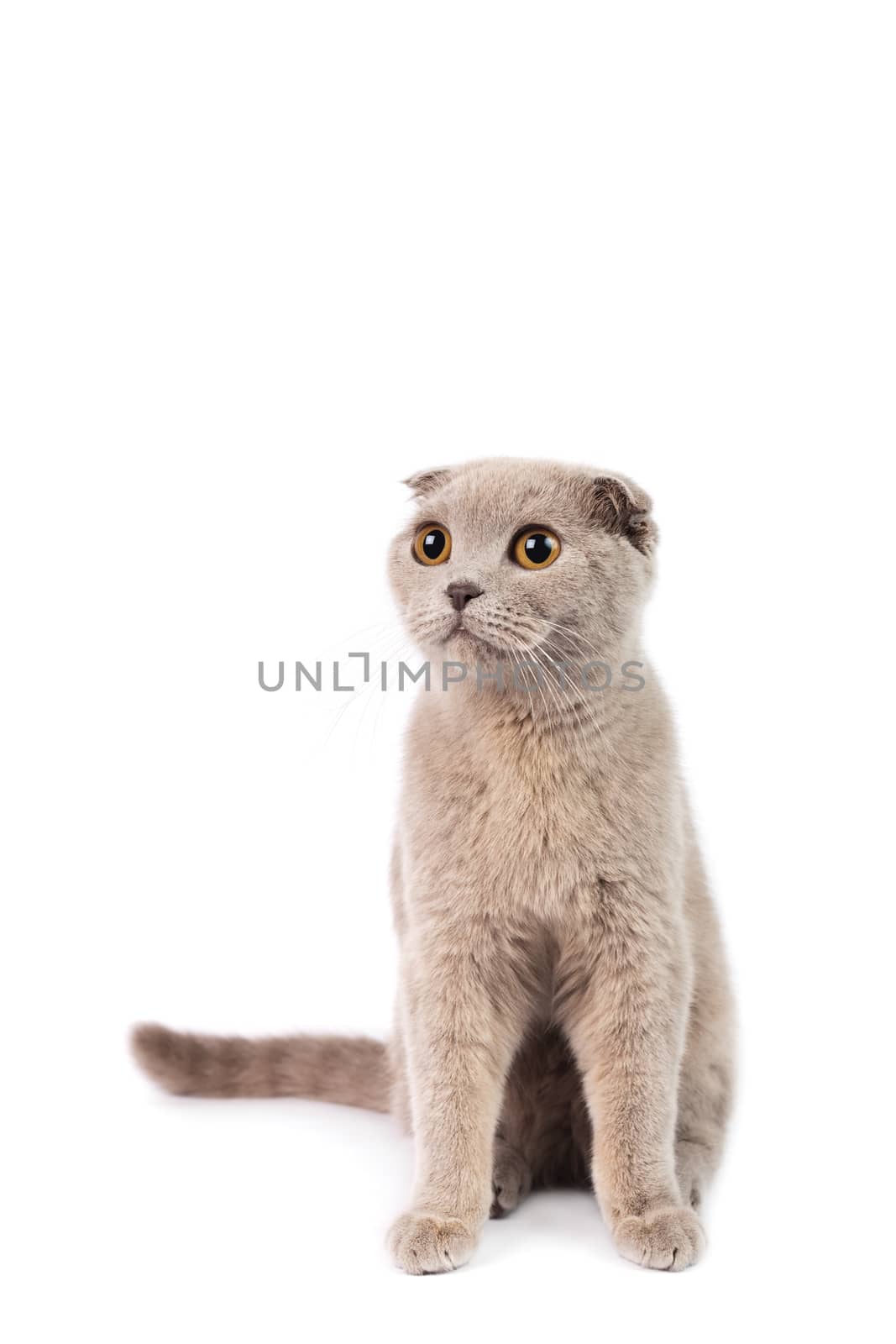 Scottish fold cat on a white background. Studio shot.