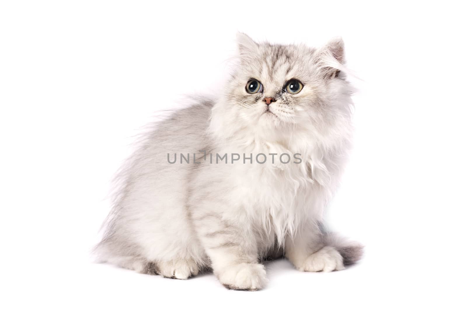 persian kitten on a white background. Studio shot.