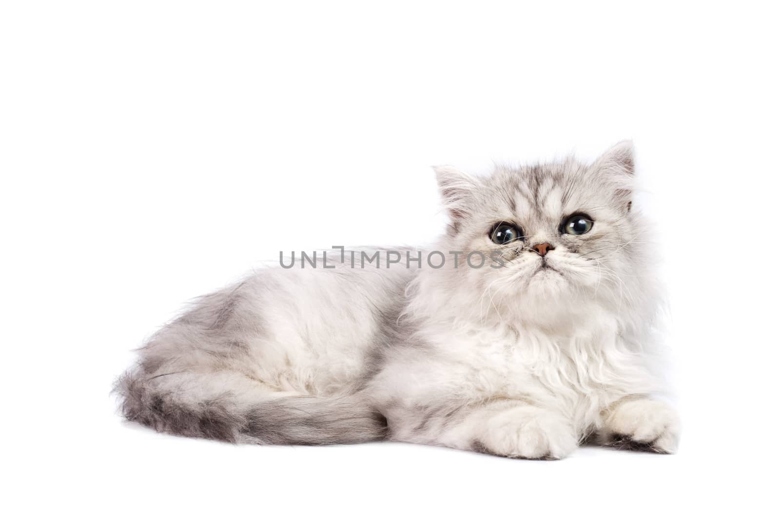 persian kitten on a white background. Studio shot.