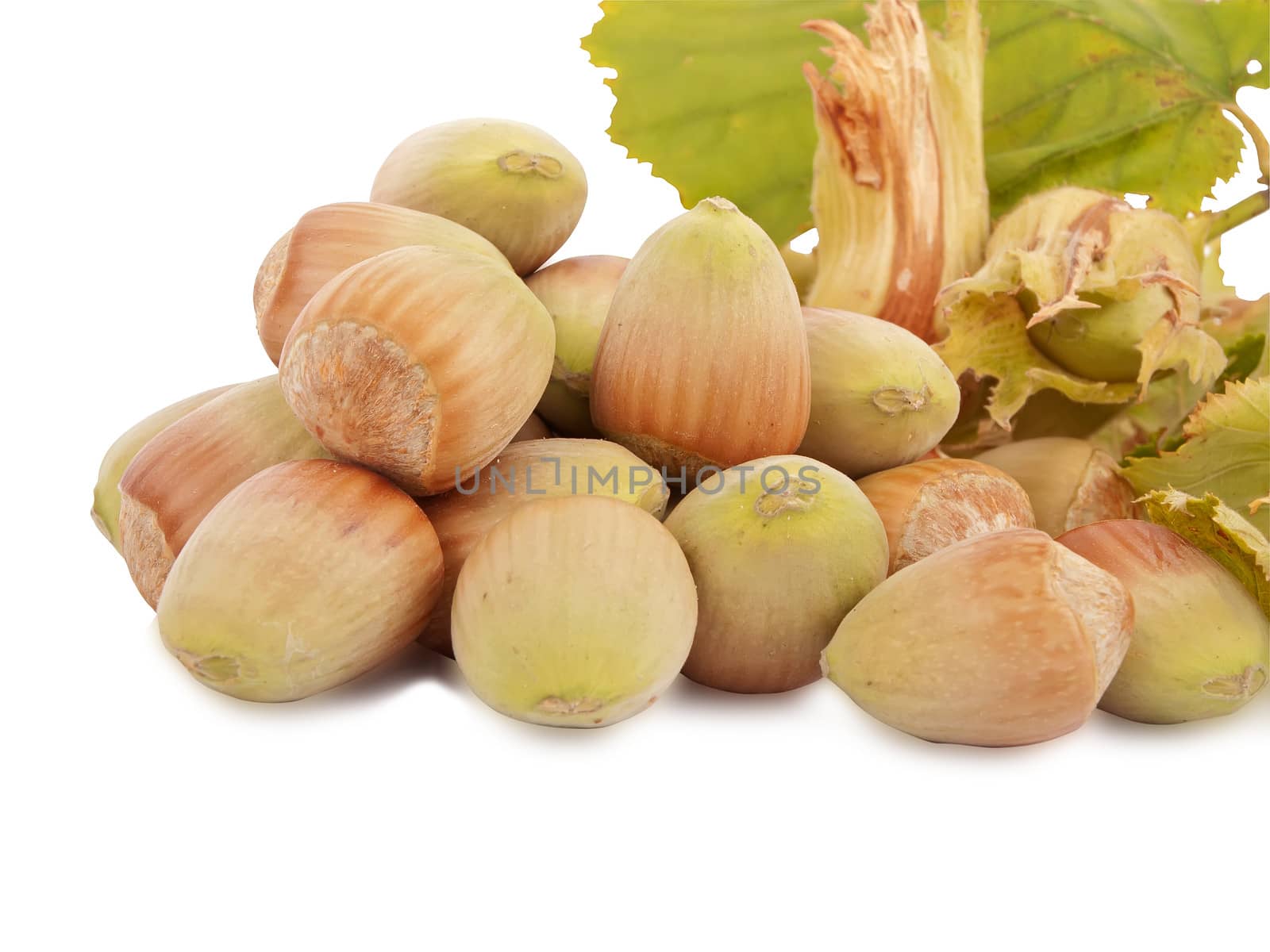 successfully harvest - fresh hazelnuts isolated on white background