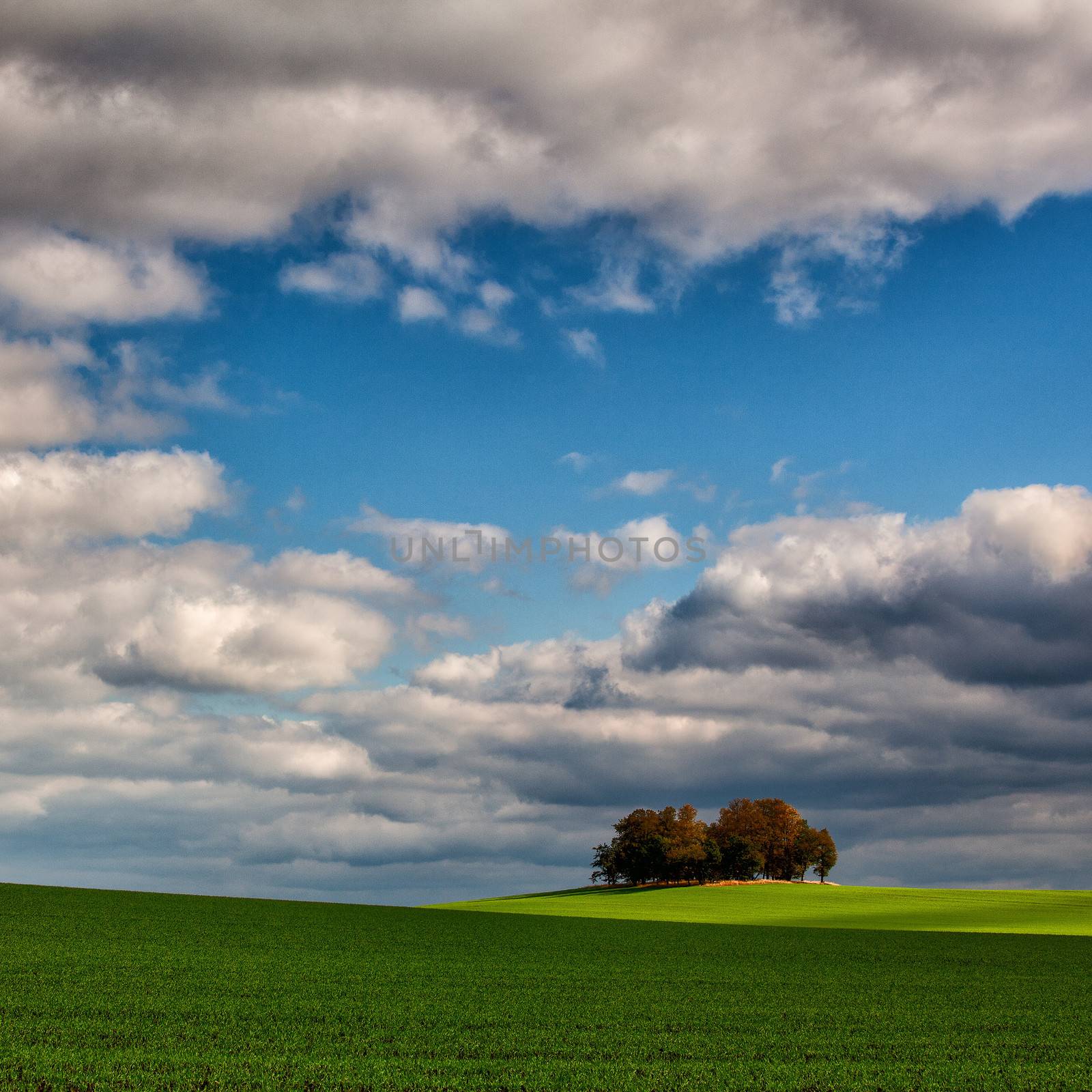 Lonely island of trees in the middle of a cornfield