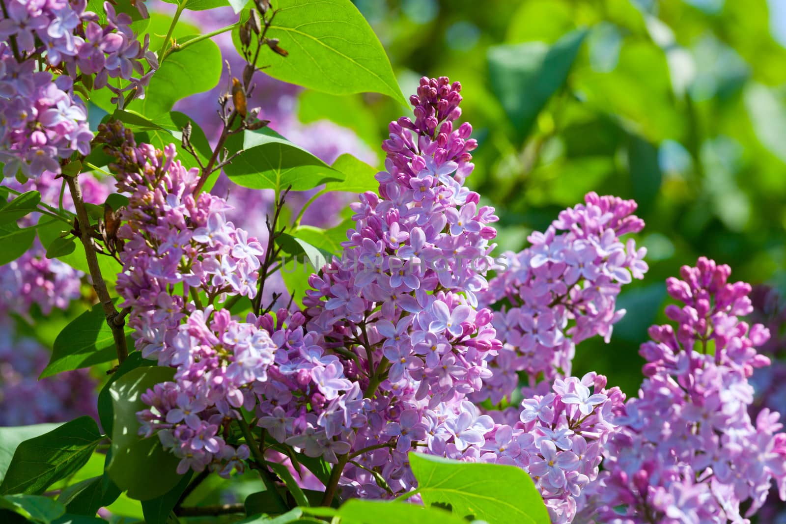Branch of a pink lilac waves on a wind