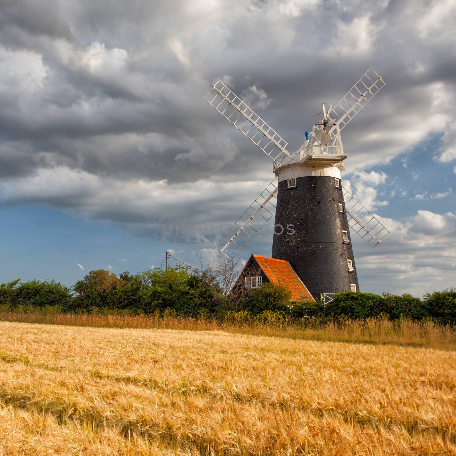 Windmill on the edge of a barley field