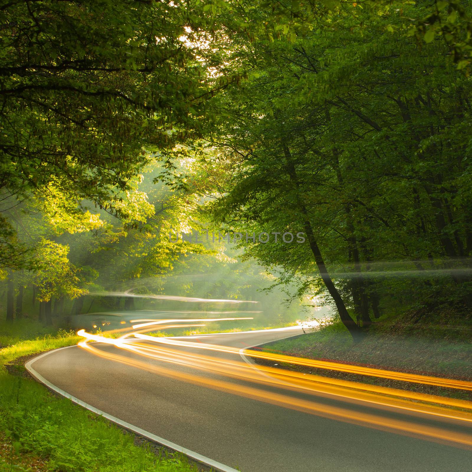 Speed - morning on the road in forest by CaptureLight