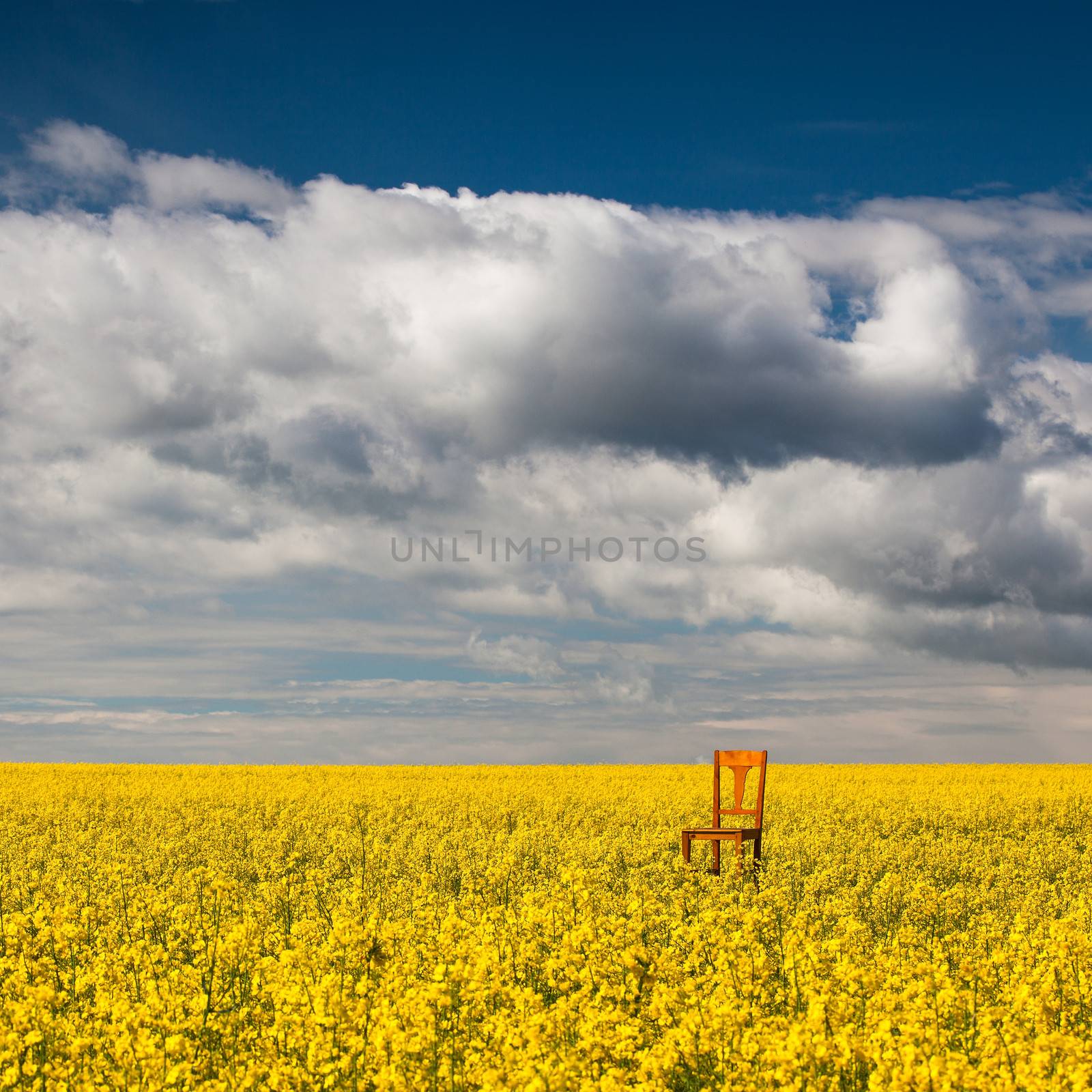Flowers of oil in rapeseed field with lonely chair