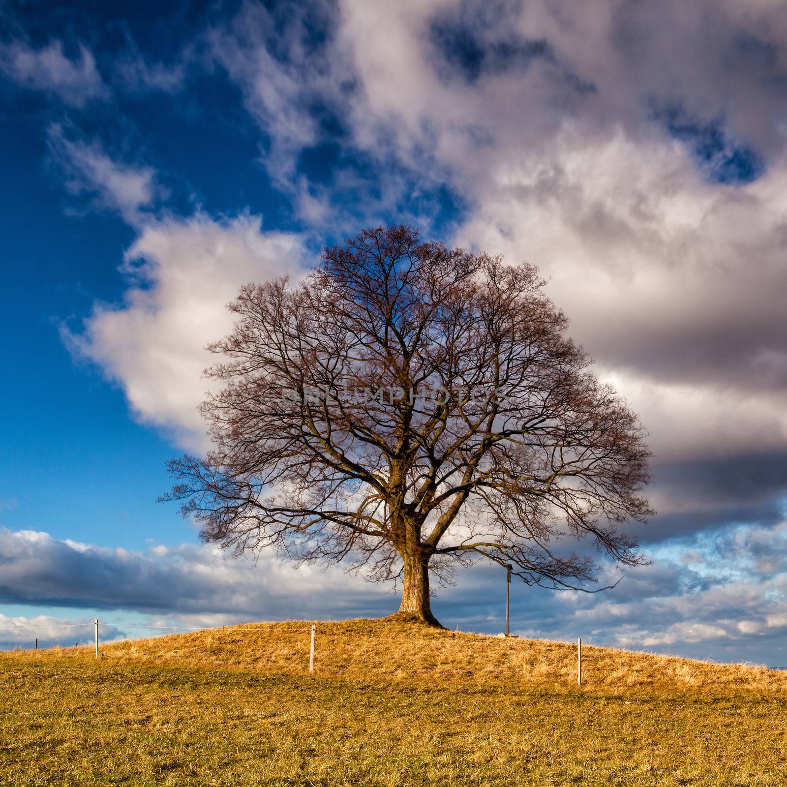 Maple tree on the hill by CaptureLight