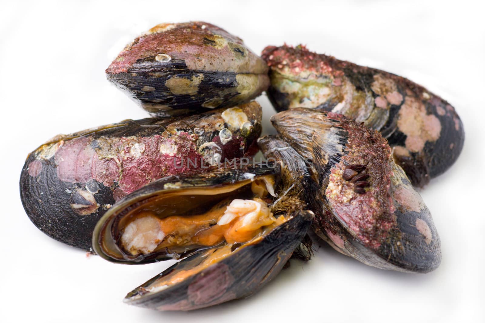 Fresh alive mussels. Isolated on white