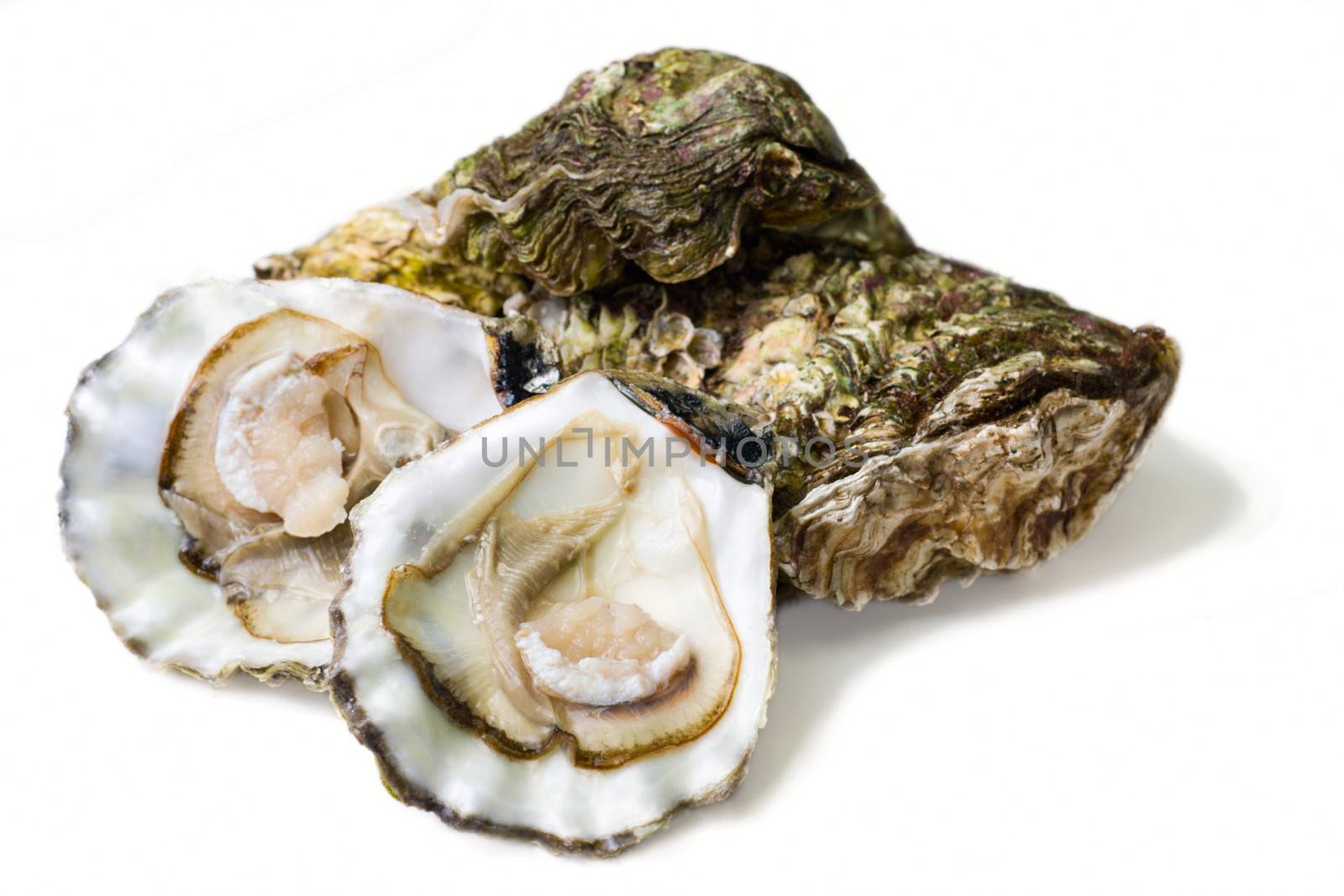 fresh alive oysters on a white background