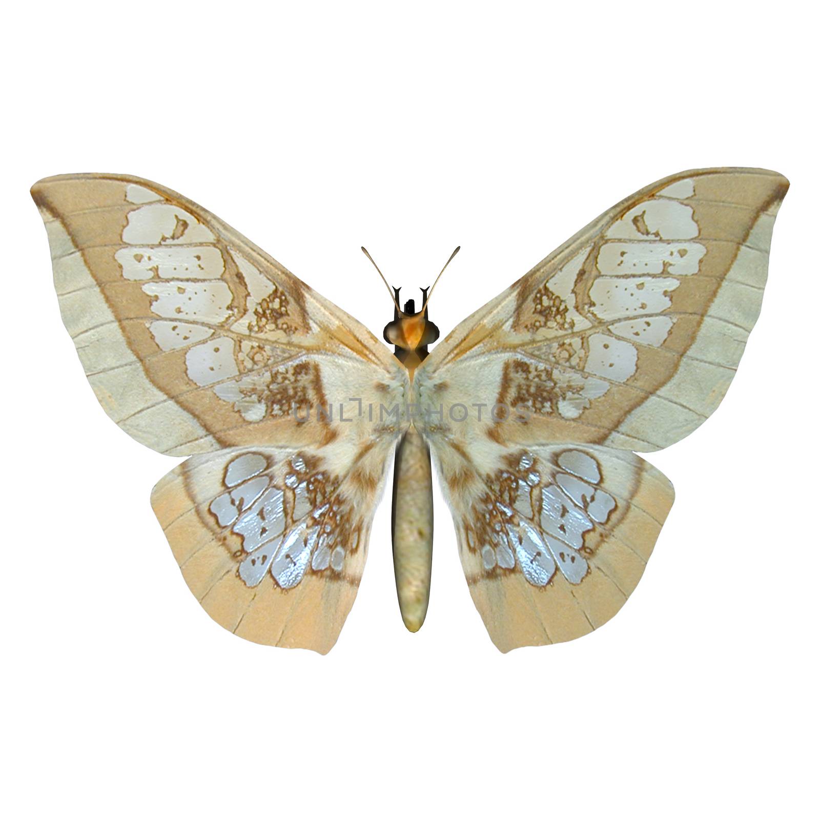 Glasswing Butterfly by Vac