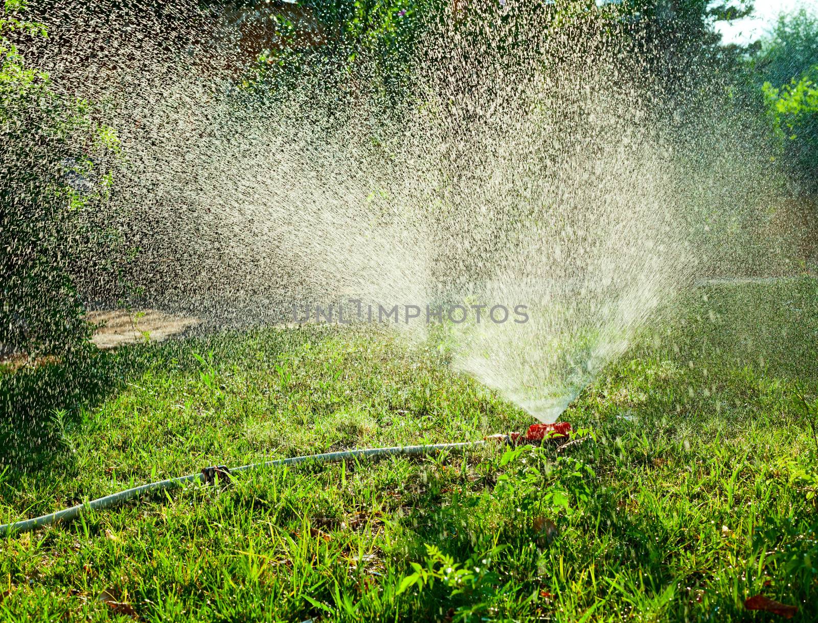 Home garden sprinkler in action