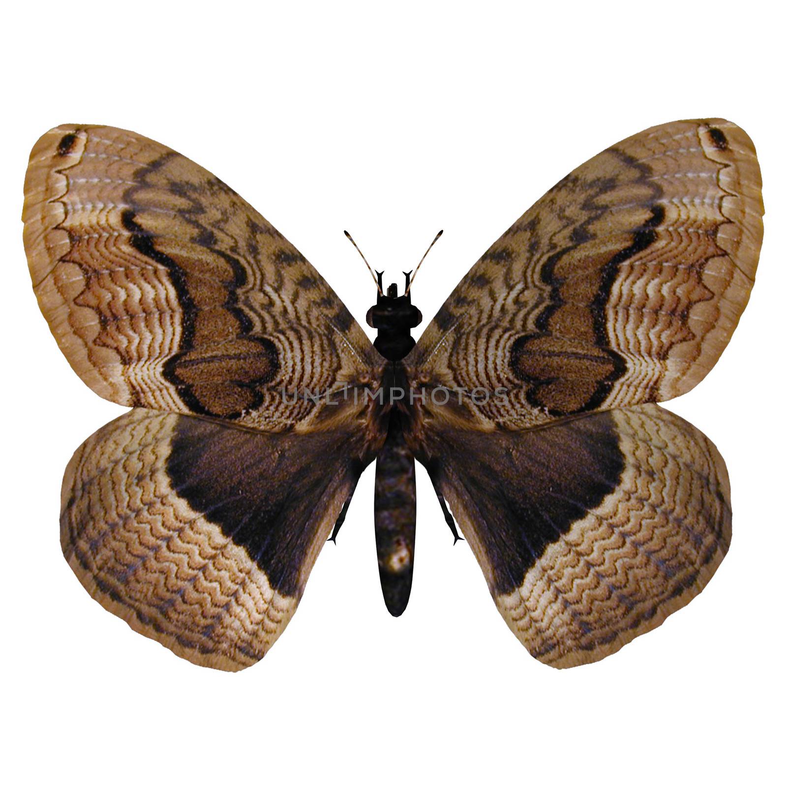 3D digital render of a hartigs brahmea butterfly isolated on white background
