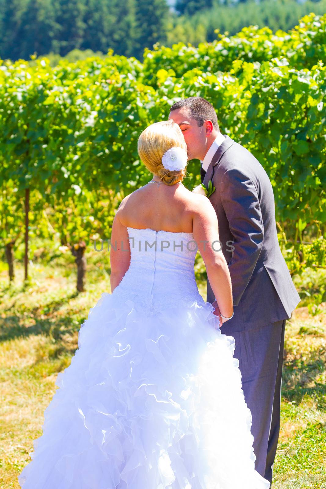 A bride and groom share a romantic kiss on their wedding day at a winery vineyard in oregon.