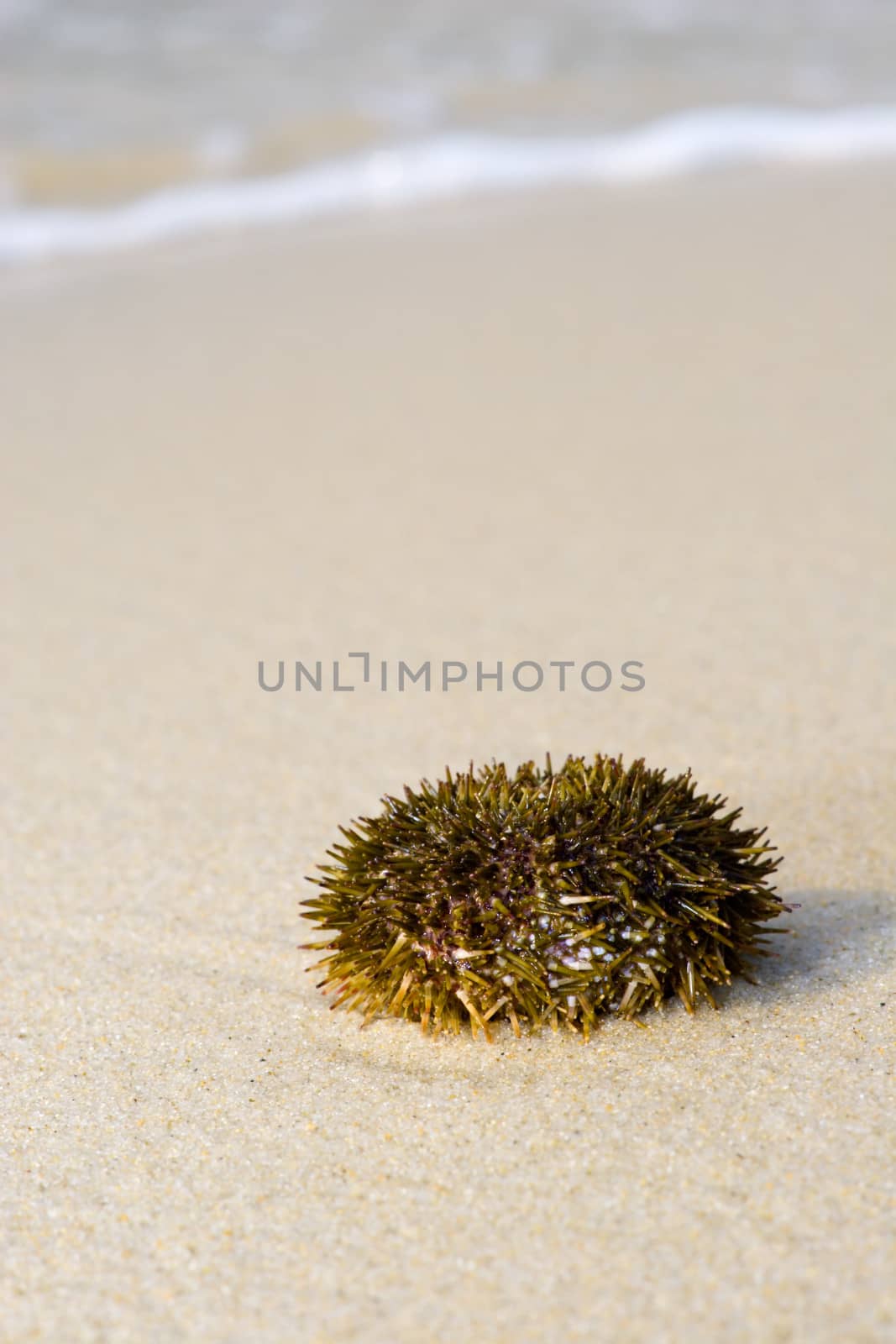 Sea Urchin on the beach 
