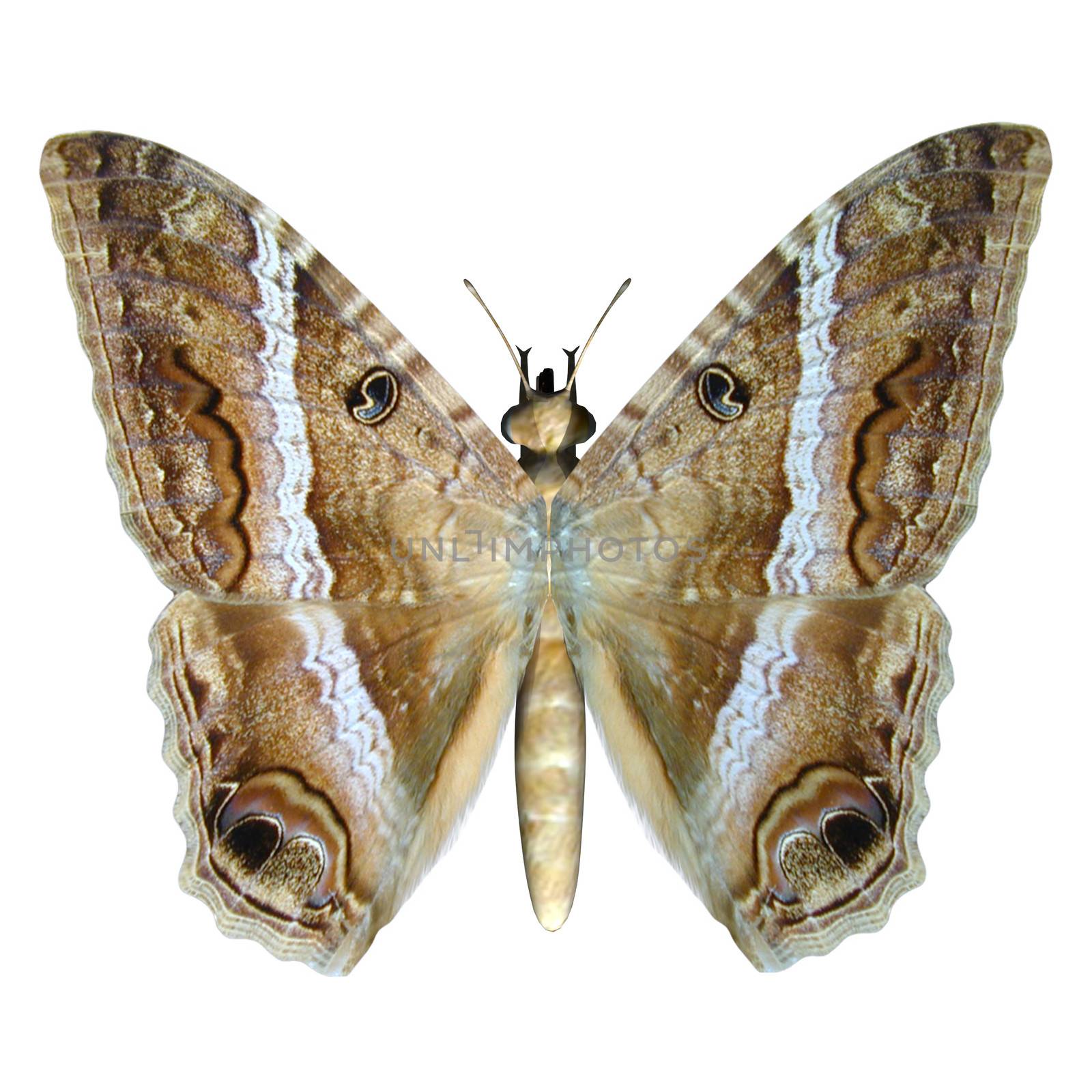 Mapper Butterfly by Vac
