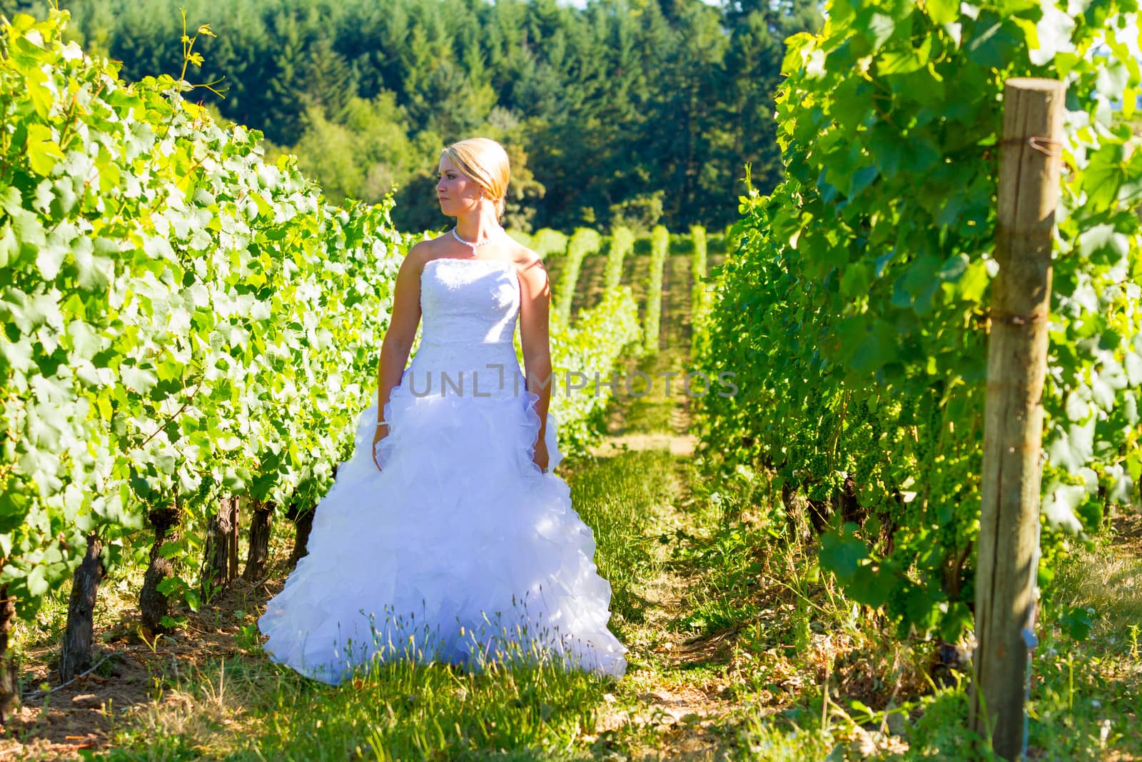 A beautiful bride wearing her wedding dress on her special day at a vineyard outdoors in Oregon during the summer.