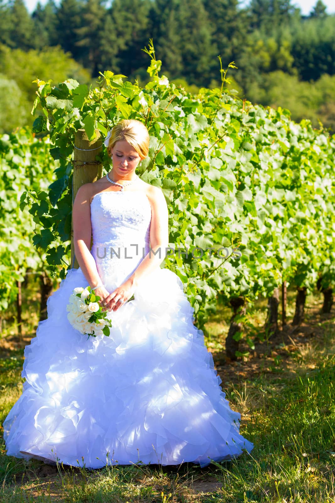 A beautiful bride wearing her wedding dress on her special day at a vineyard outdoors in Oregon during the summer.