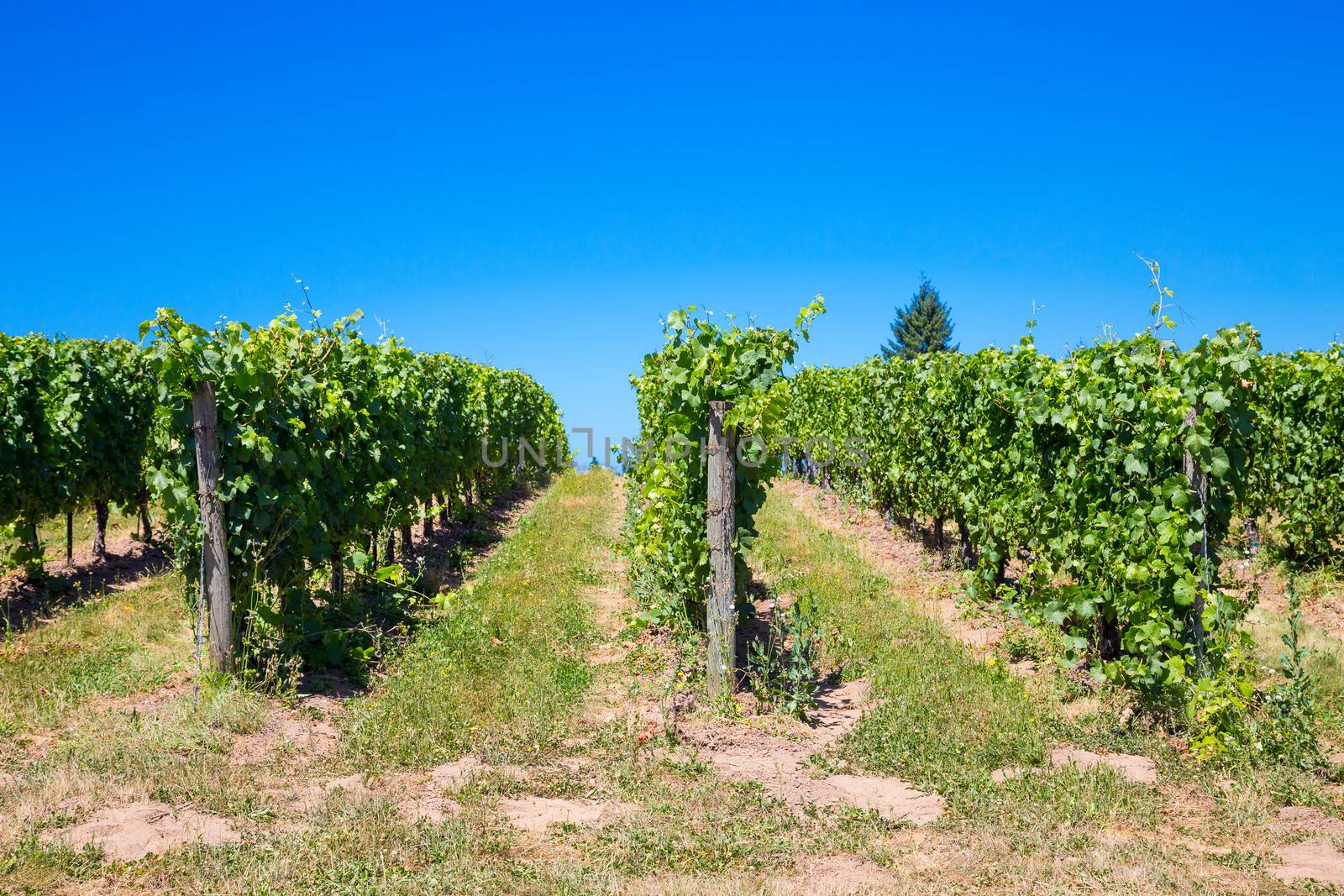 A beautiful vineyard is growing grapes for wine in Oregon outdoors during the summer.