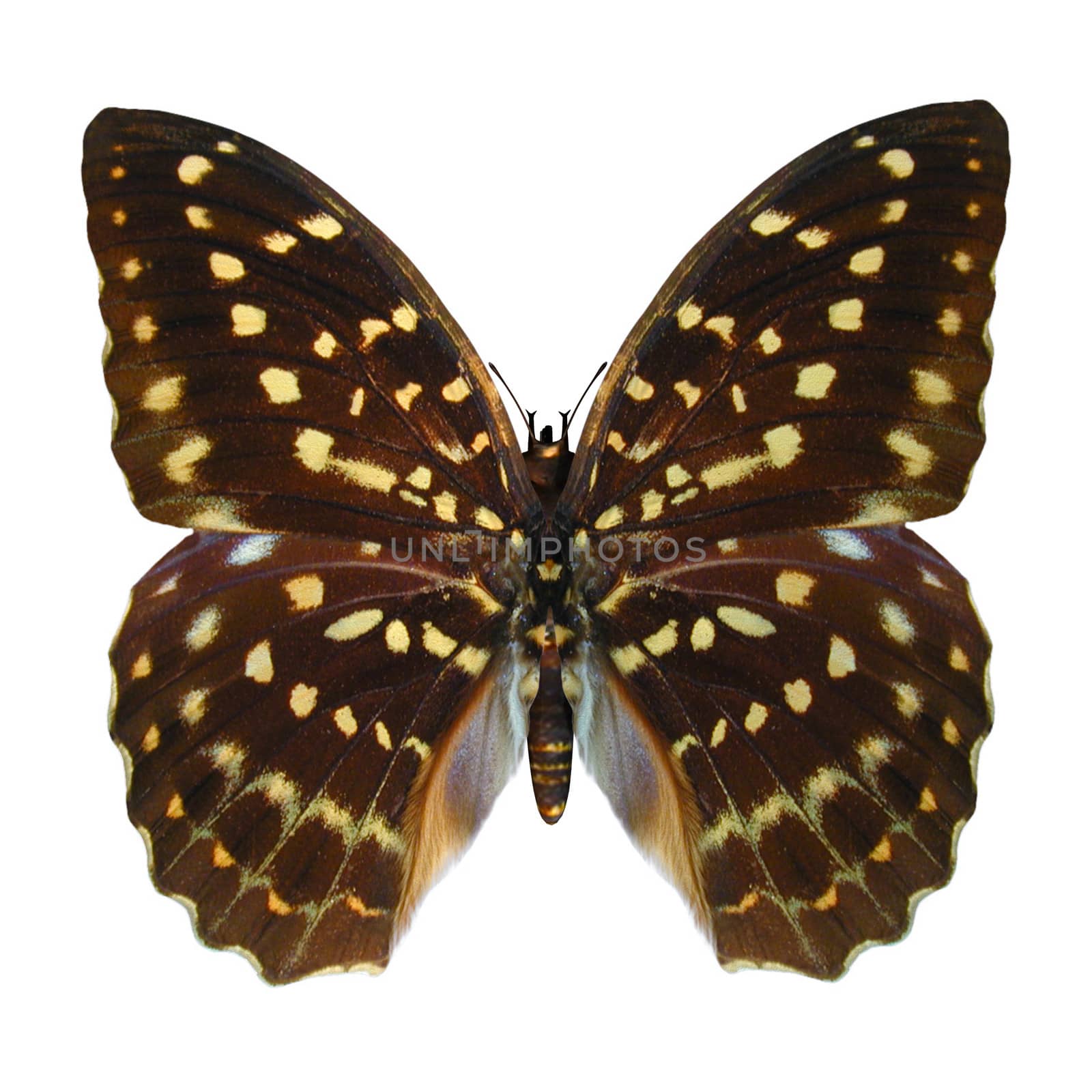 Speckled Hen Butterfly by Vac