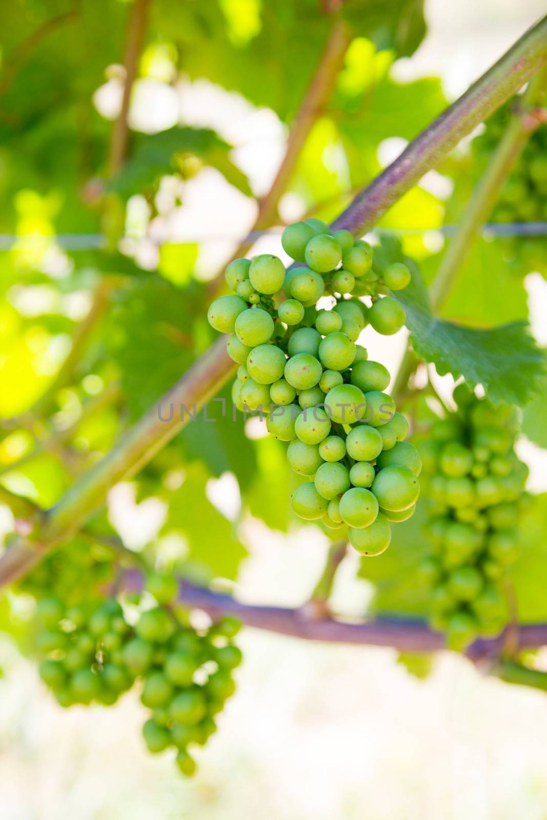 A beautiful vineyard is growing grapes for wine in Oregon outdoors during the summer.