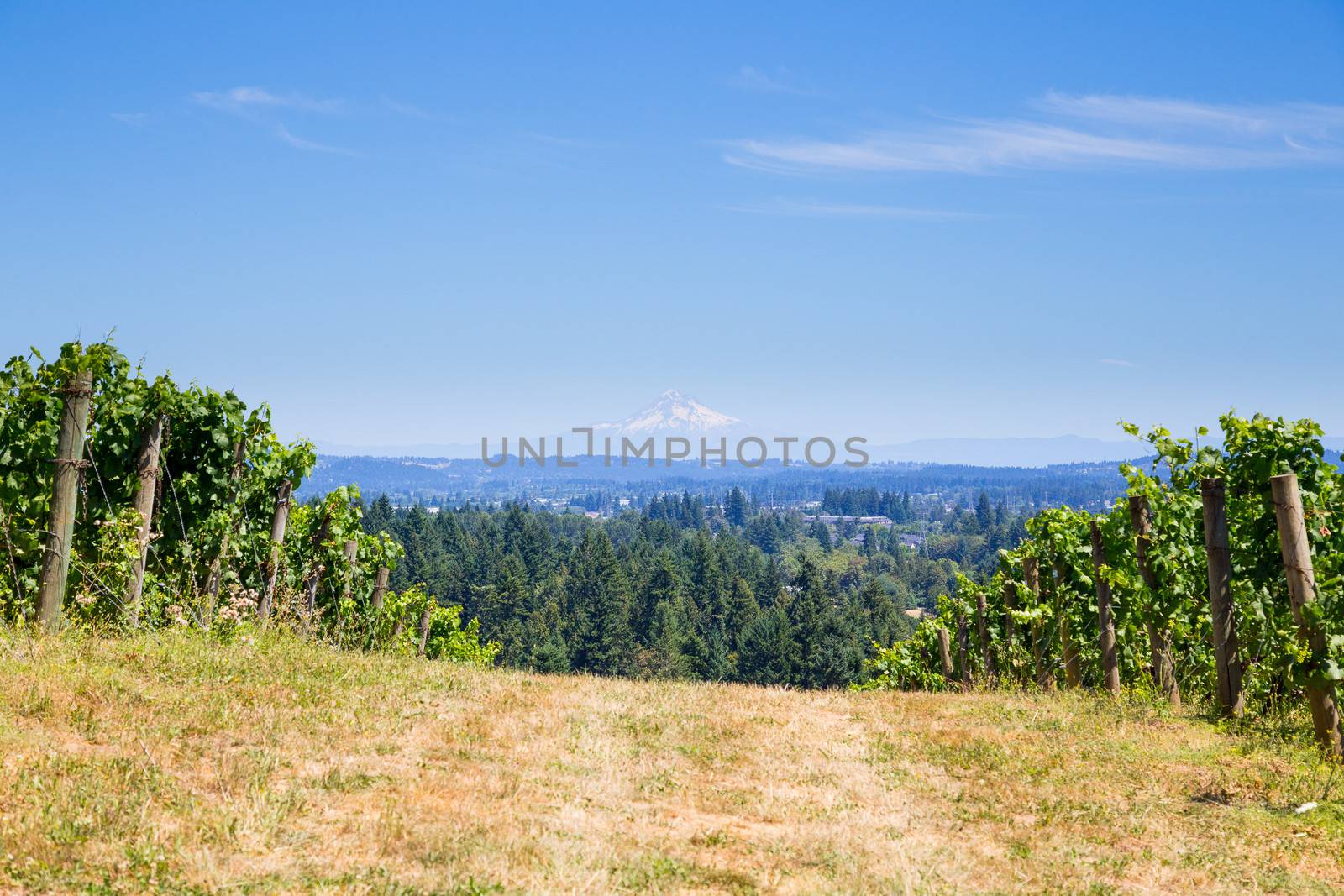 Vineyard of Grapes for Wine by joshuaraineyphotography