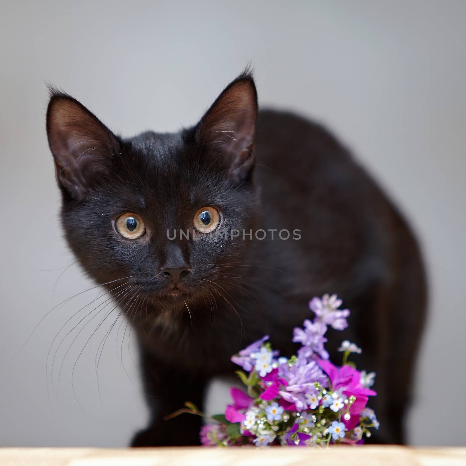 The black cat with the flowers. Black kitten. Black cat. Small predator.