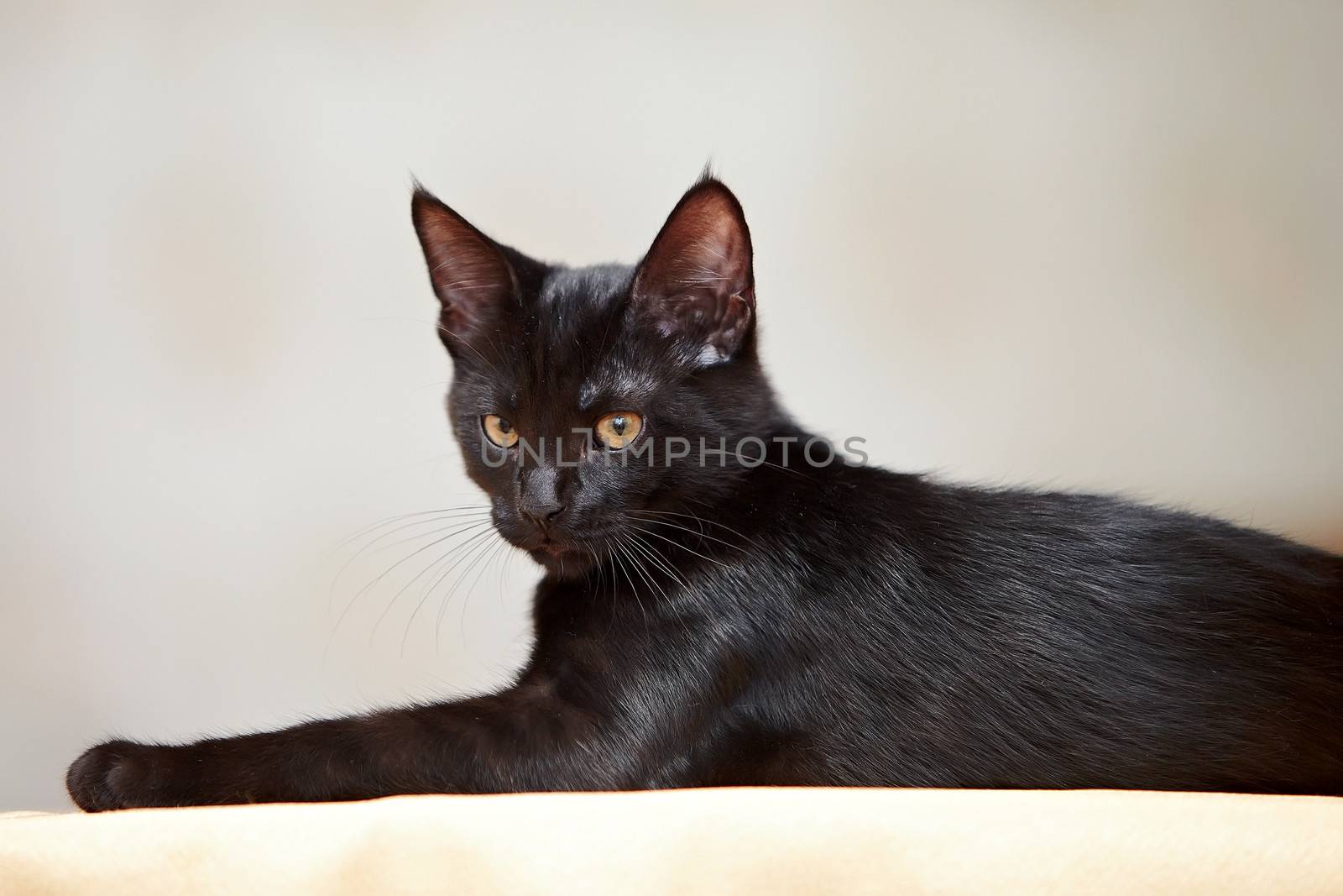 Black kitten. Black cat. Small predator.