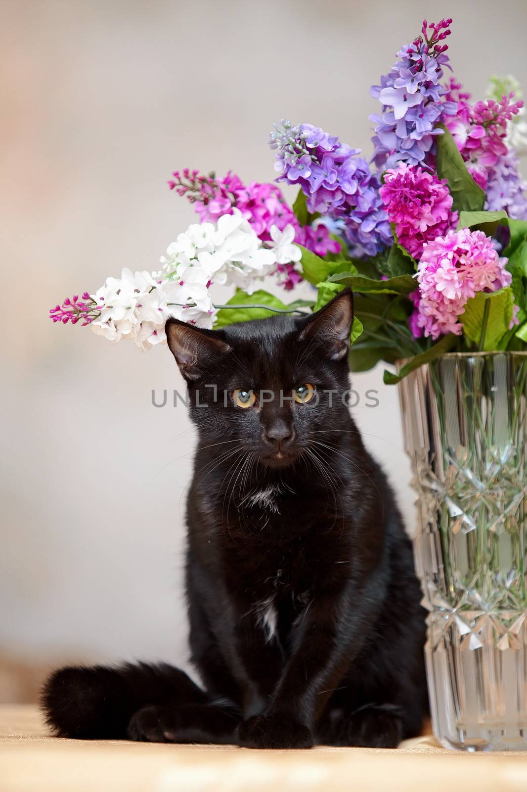 The black cat sits near a vase. Black kitten. Black cat. Small predator.