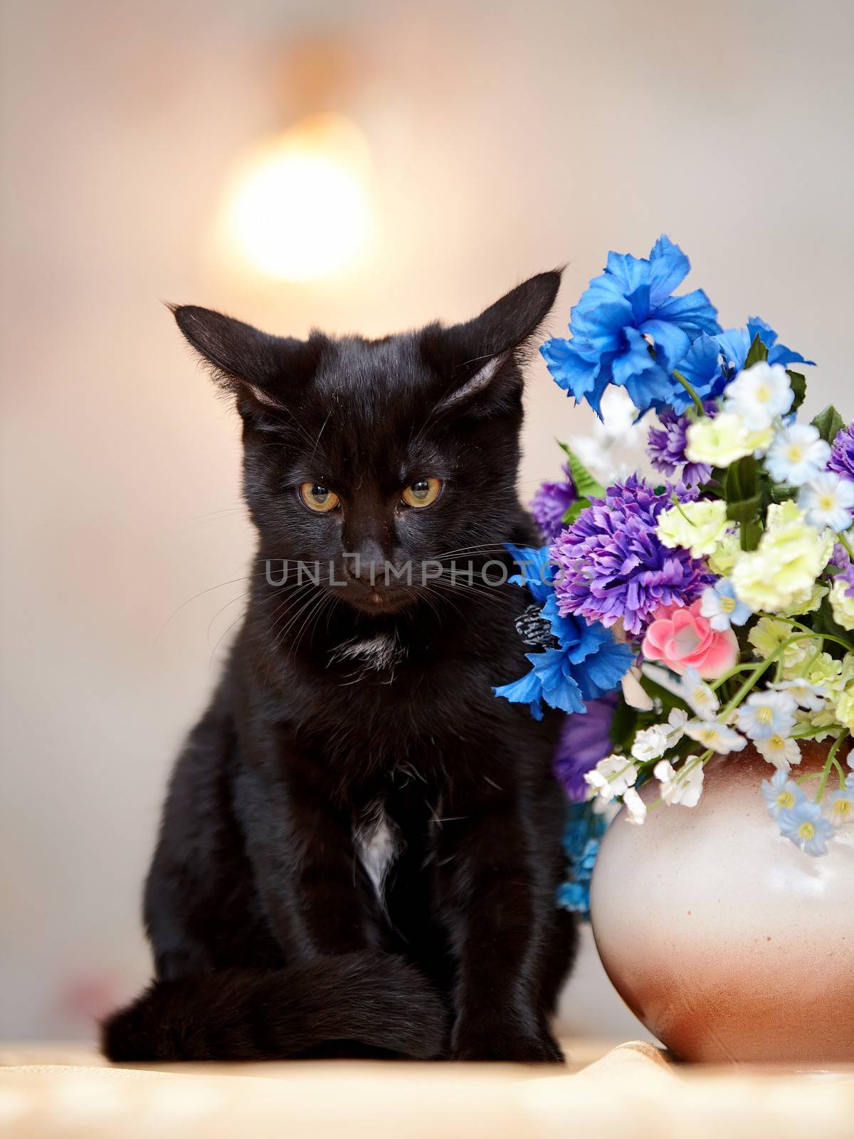 The black cat sits near a vase with the flowers. Black kitten. Black cat. Small predator.
