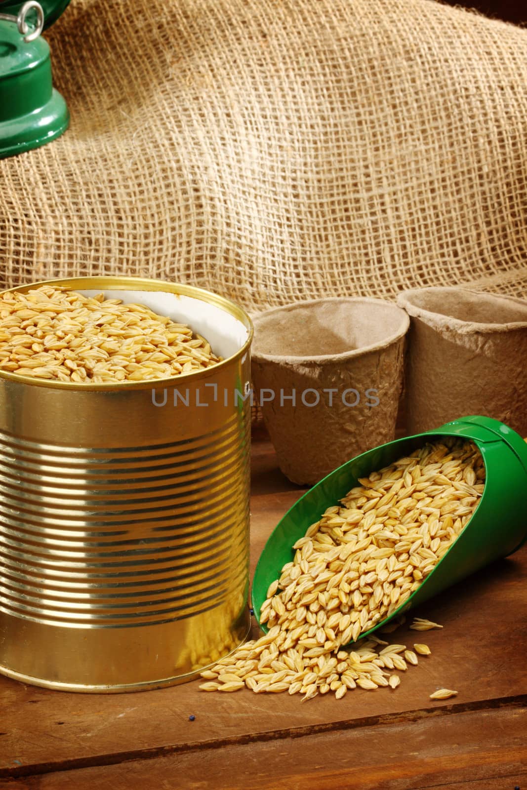 wheat sowing seed in metal bucket close up 