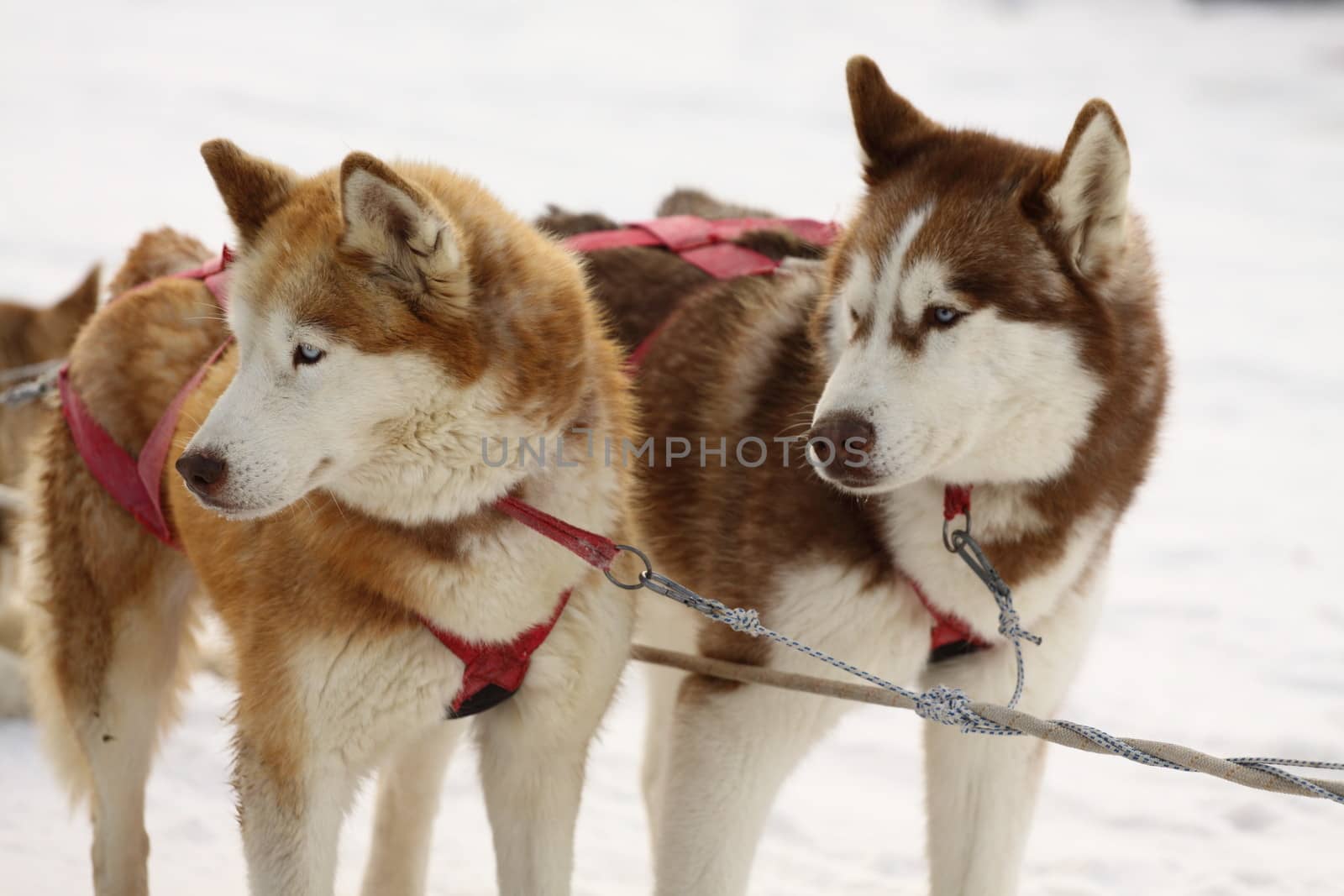 Outdoor portrait of siberian husky dog 