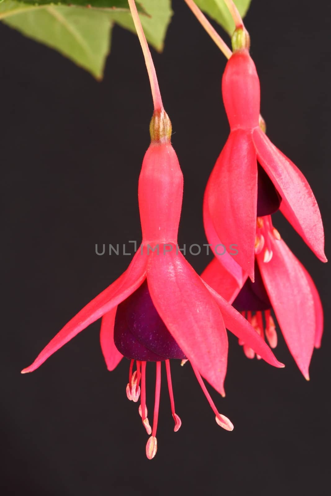 Fuchsia by mitzy