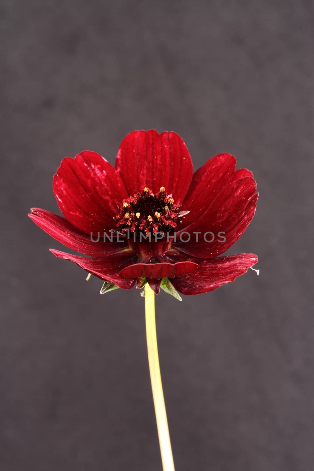 Chocolate Cosmos by mitzy