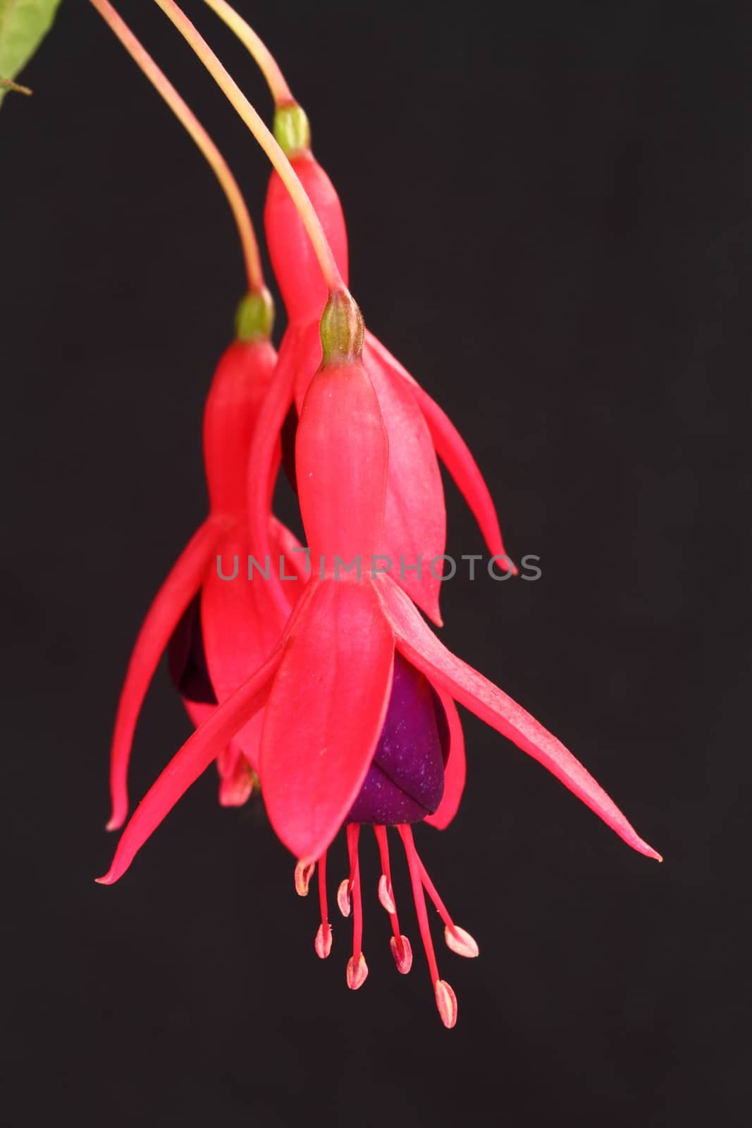 Fuchsia by mitzy