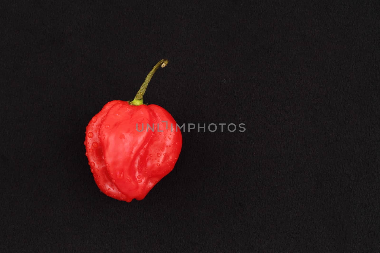 Scotch bonnet chilli