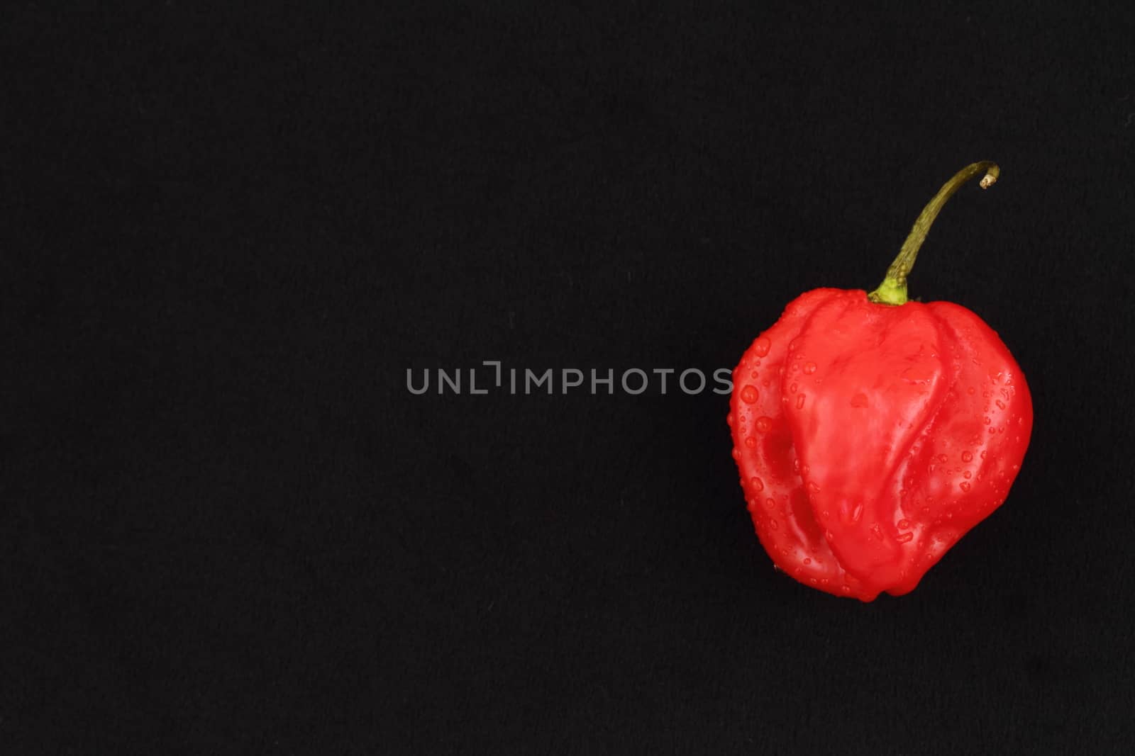 Scotch bonnet chilli