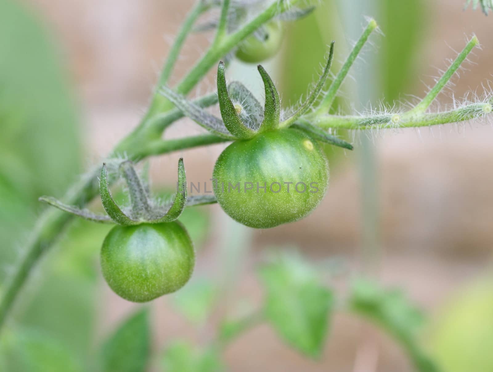 Green tomatoes