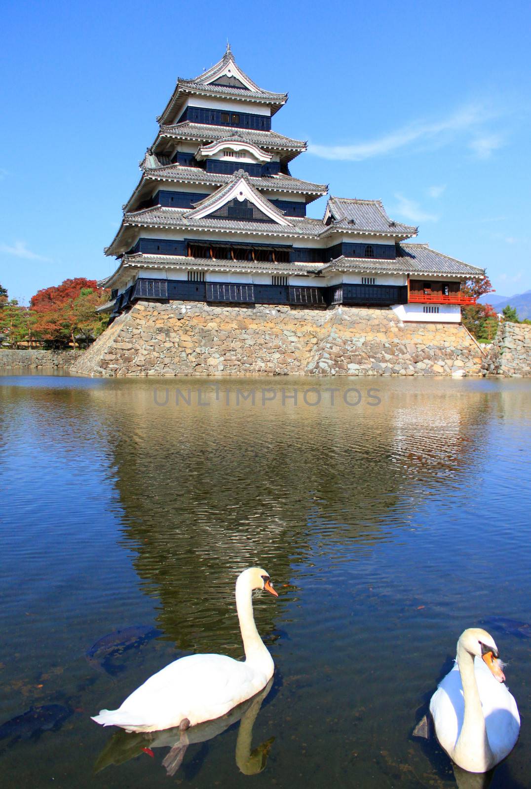 Matsumoto Castle in Japan with Two Swans by nuchylee