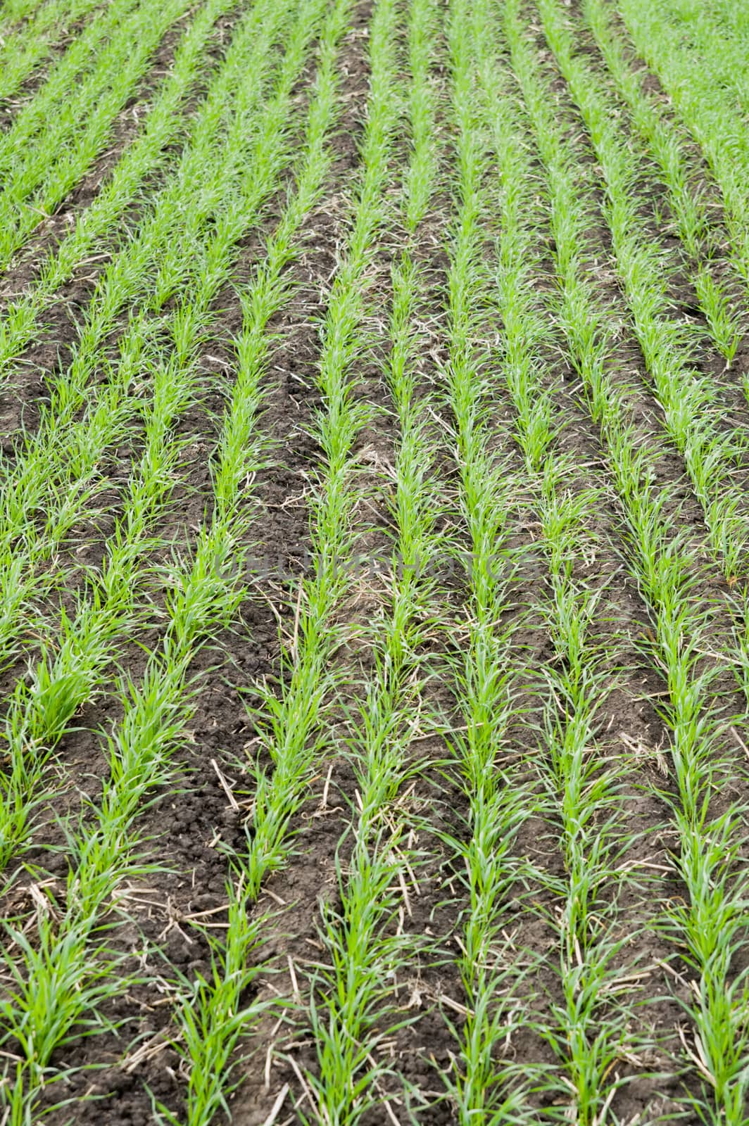 rows of little winter crop