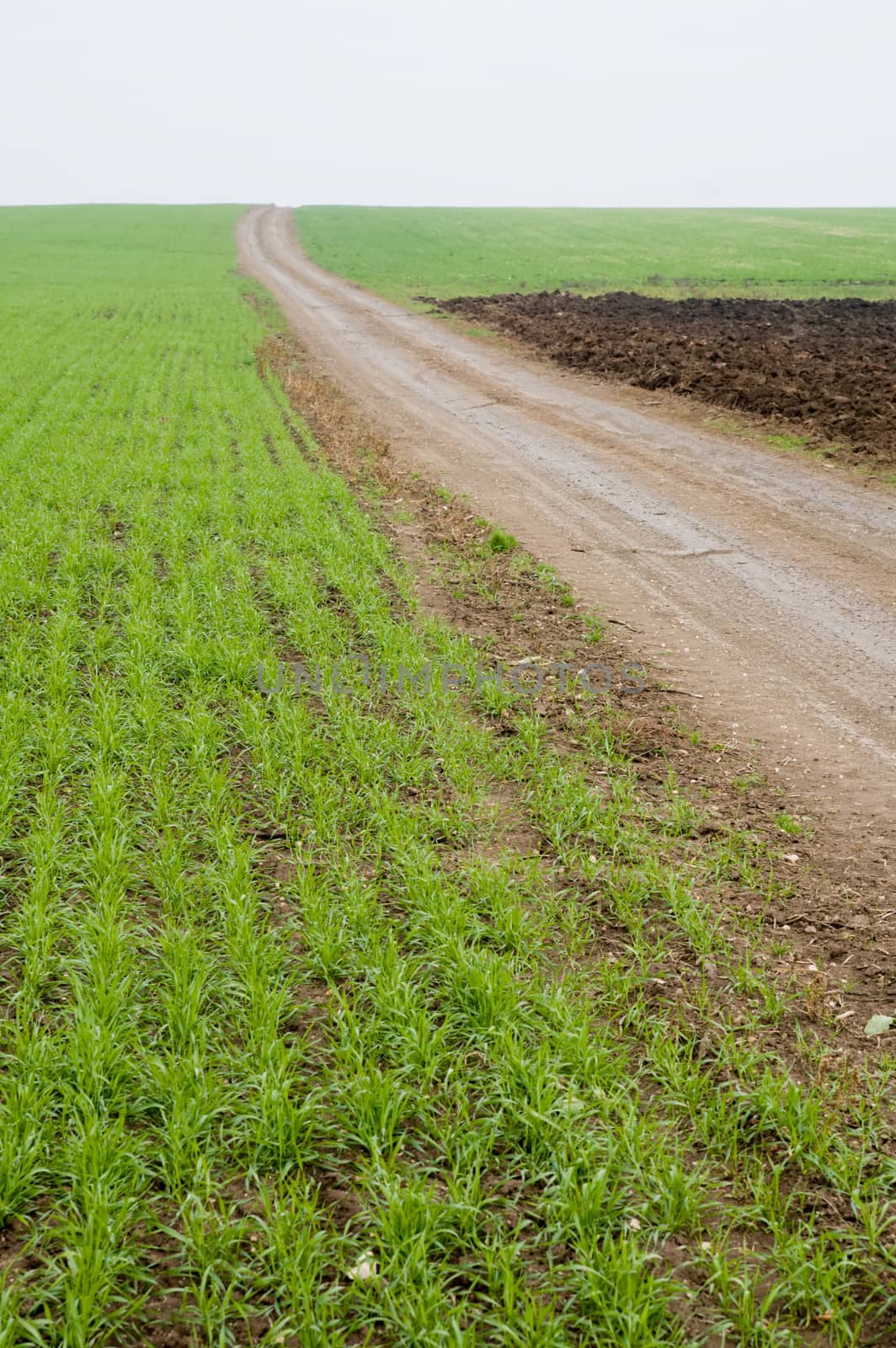 dirty road along field