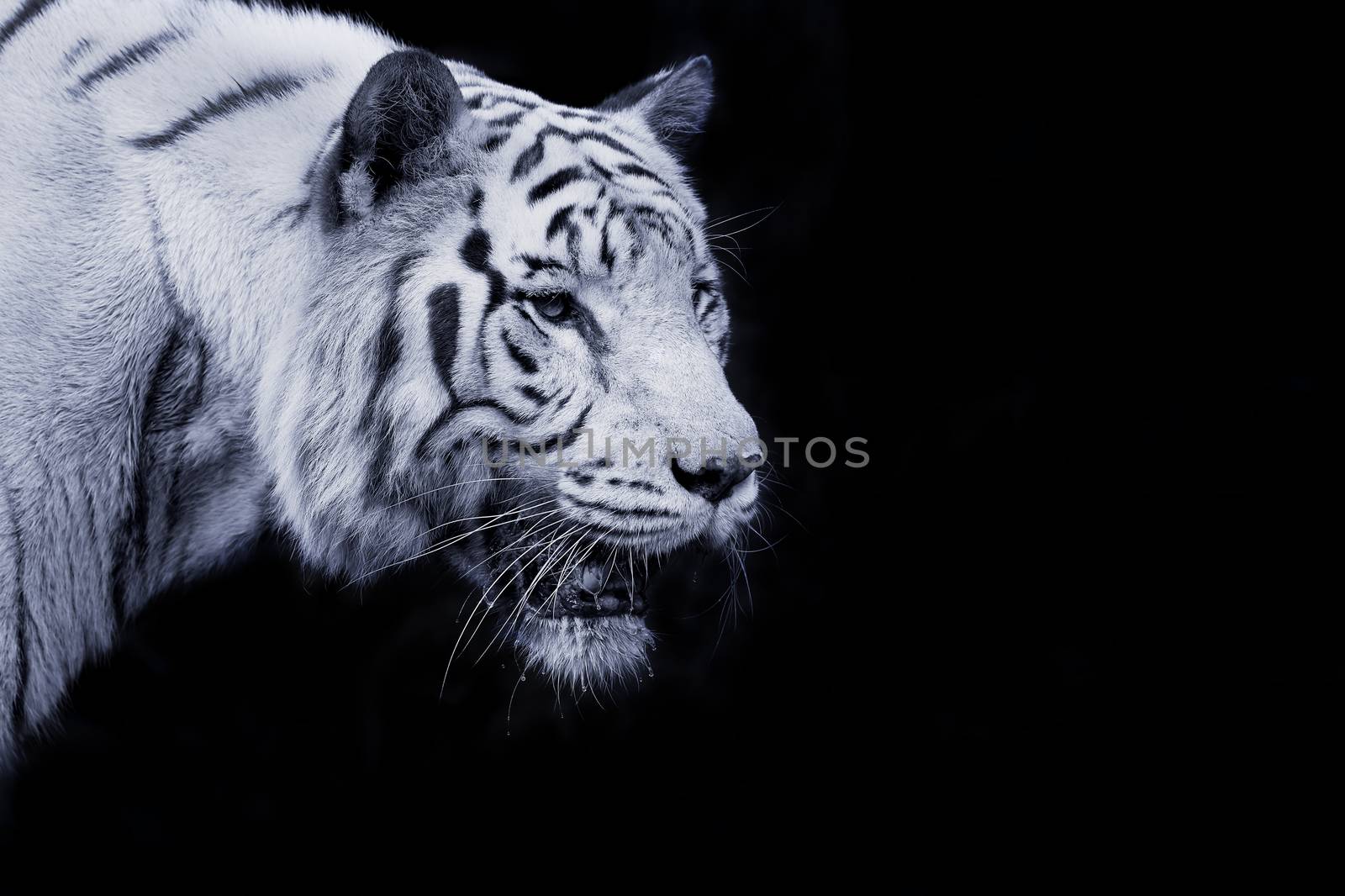 White Tiger by kjorgen