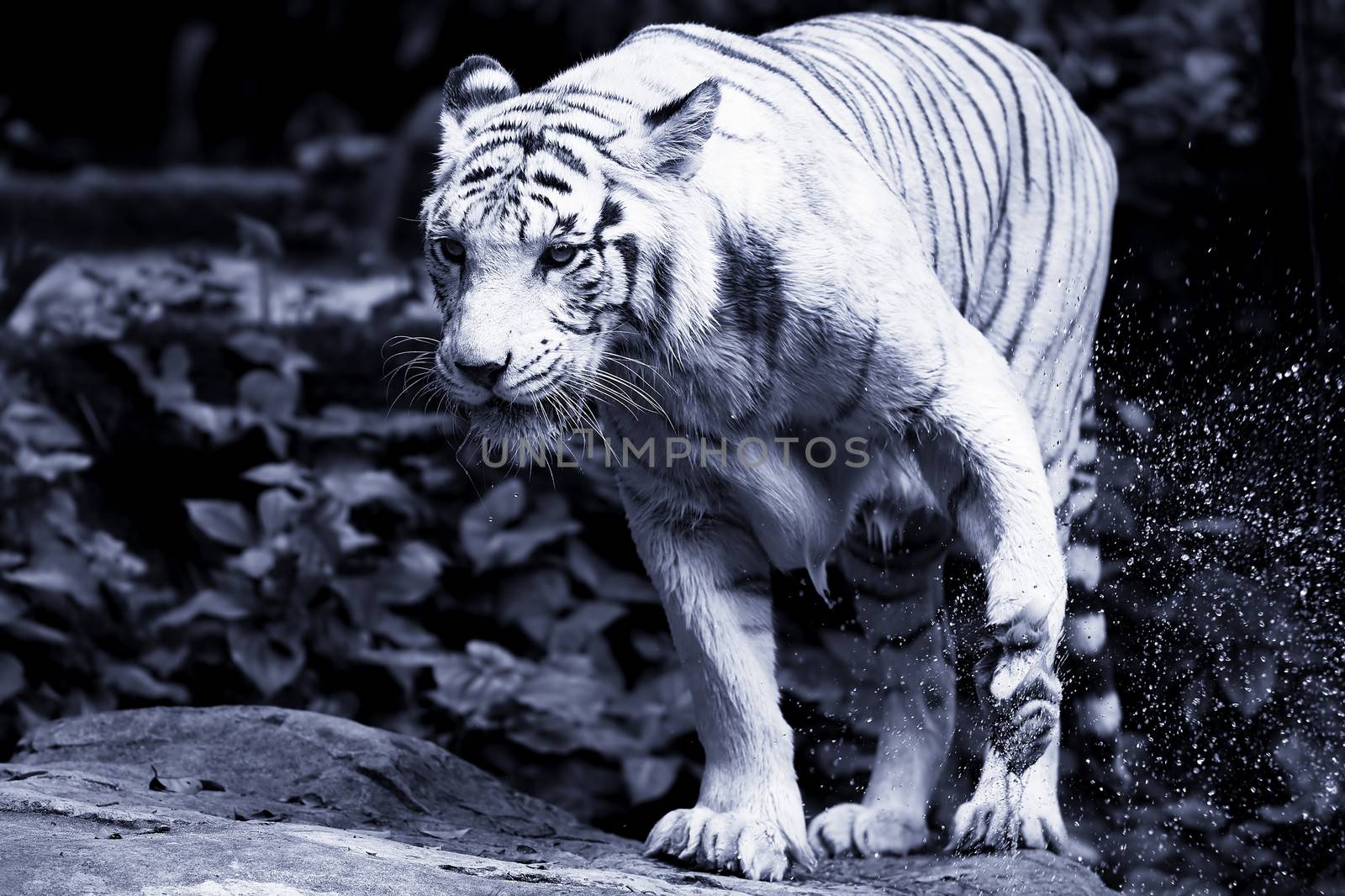 Black and white picture of a White Tiger