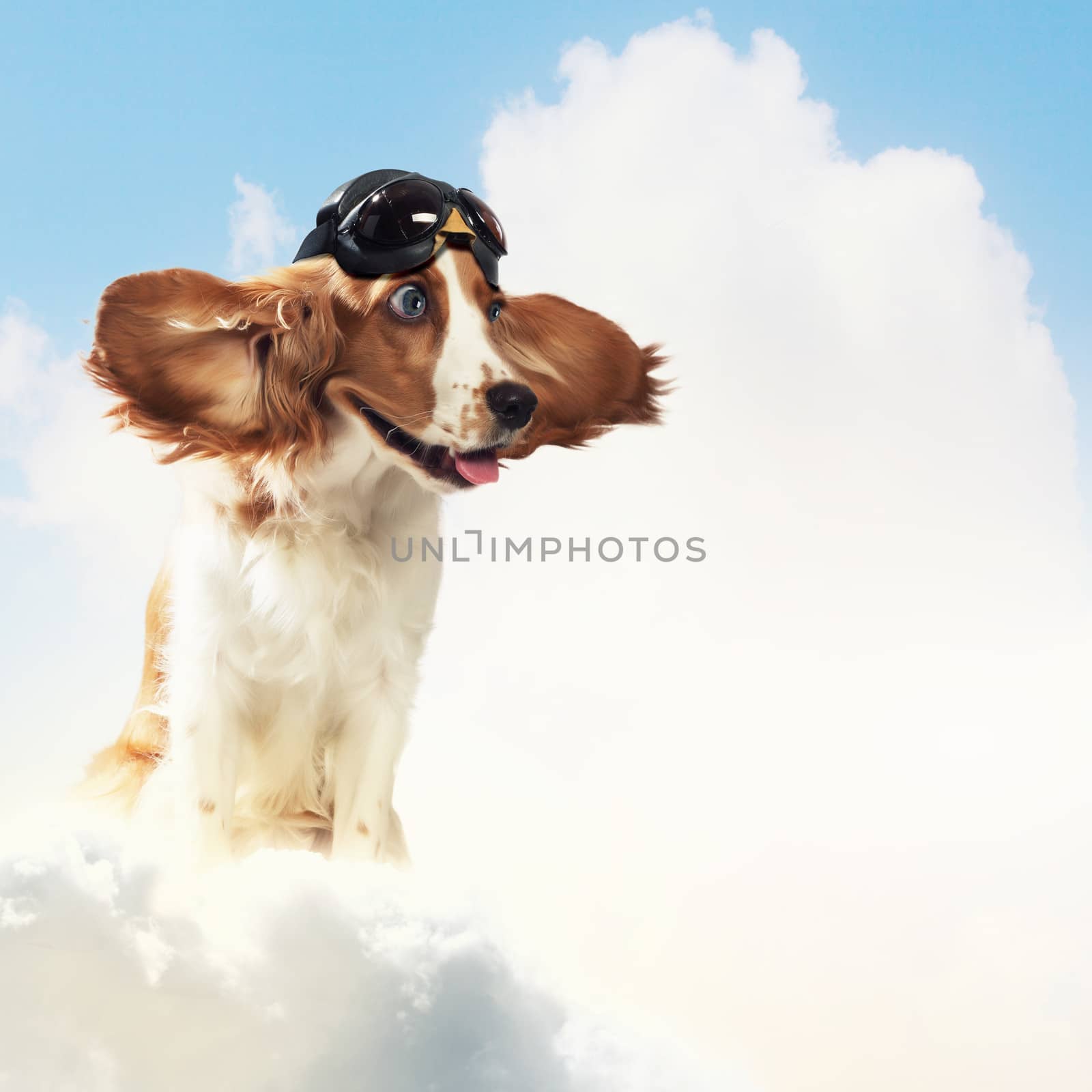 A dog wearing a helmet pilot. Dreams of the sky. Funny Collage