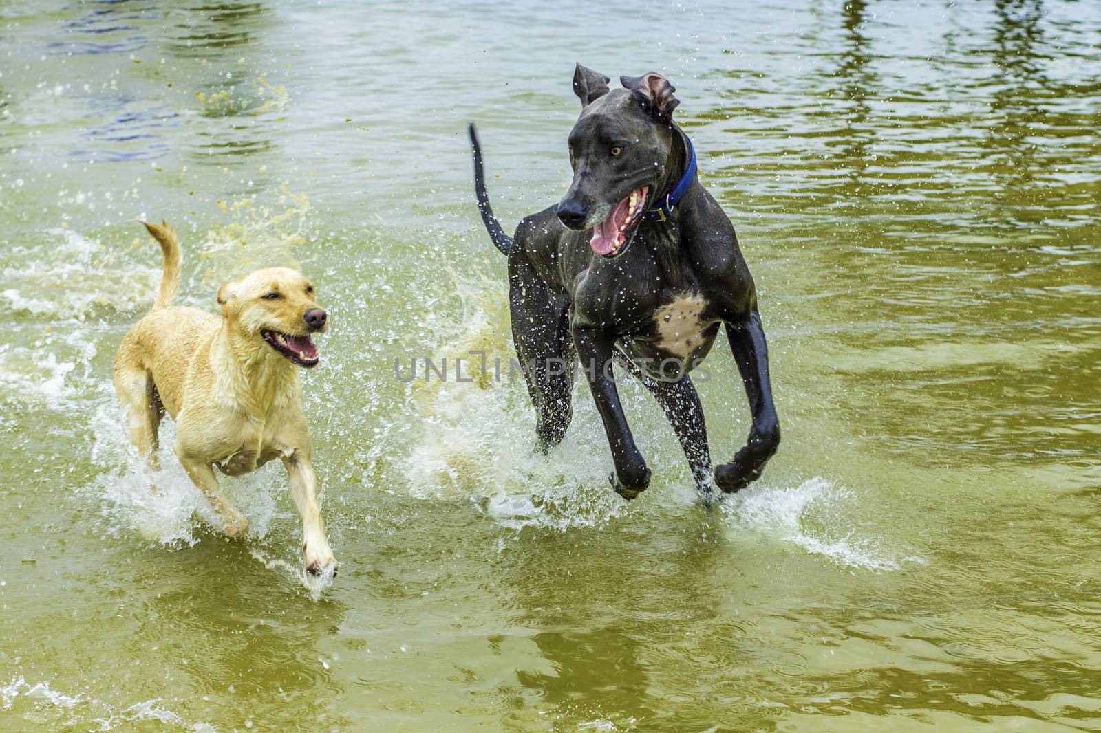 Two dogs running and playing in the lake water.